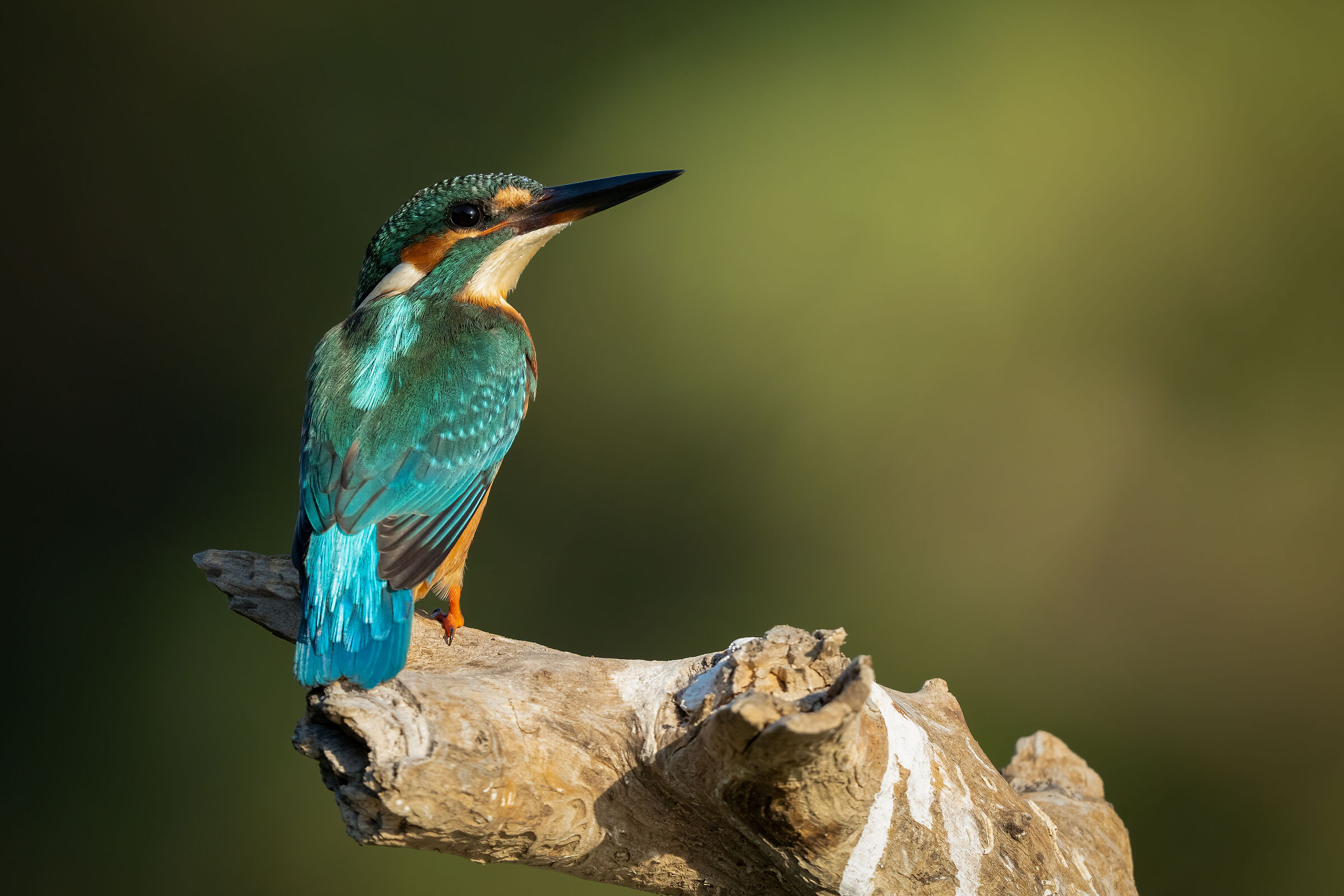 Martin pescatore (Alcedo atthis)
