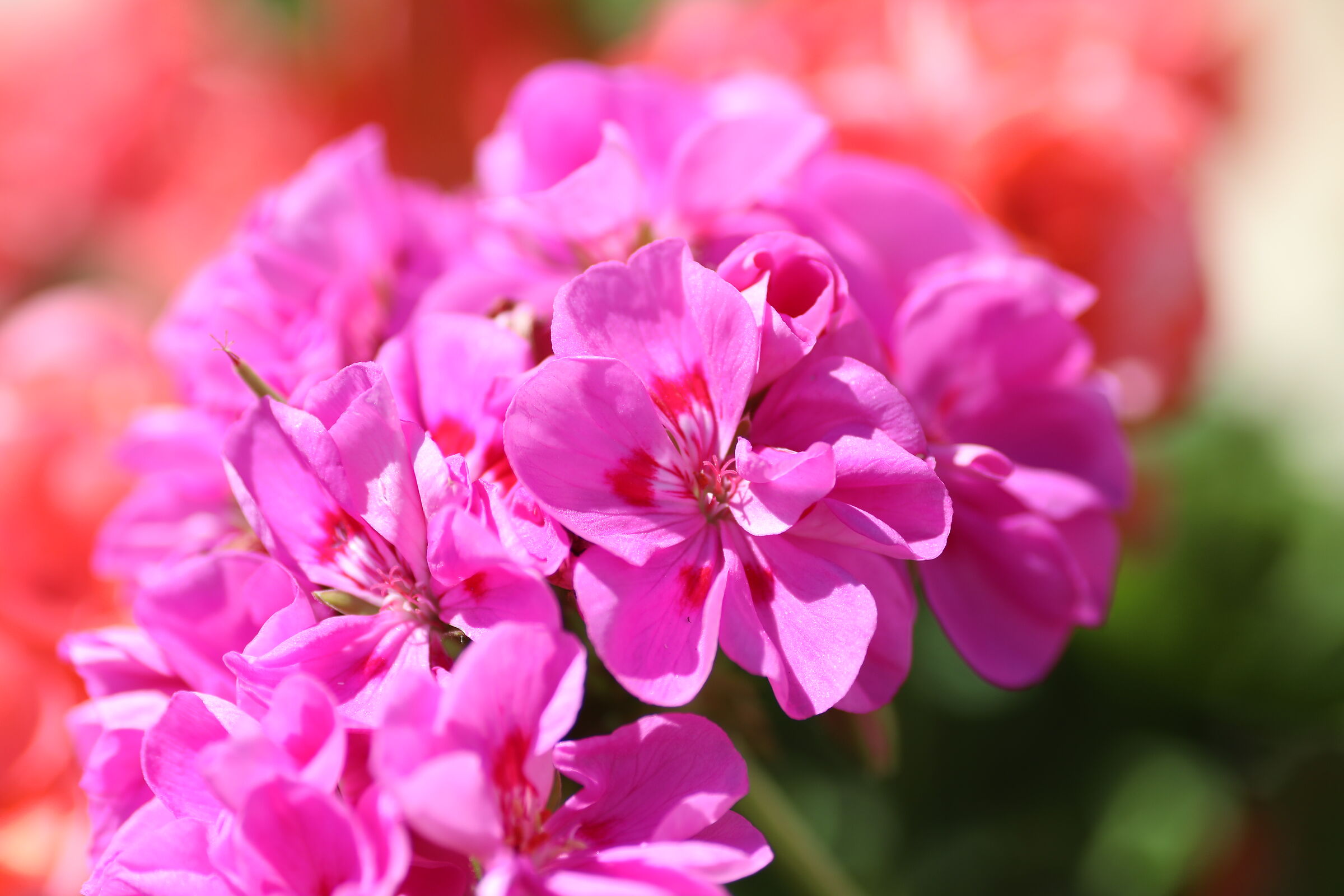 " Crop 189 " Canon 5 D IV, 135 F. 2 L USM + TC 1.4...