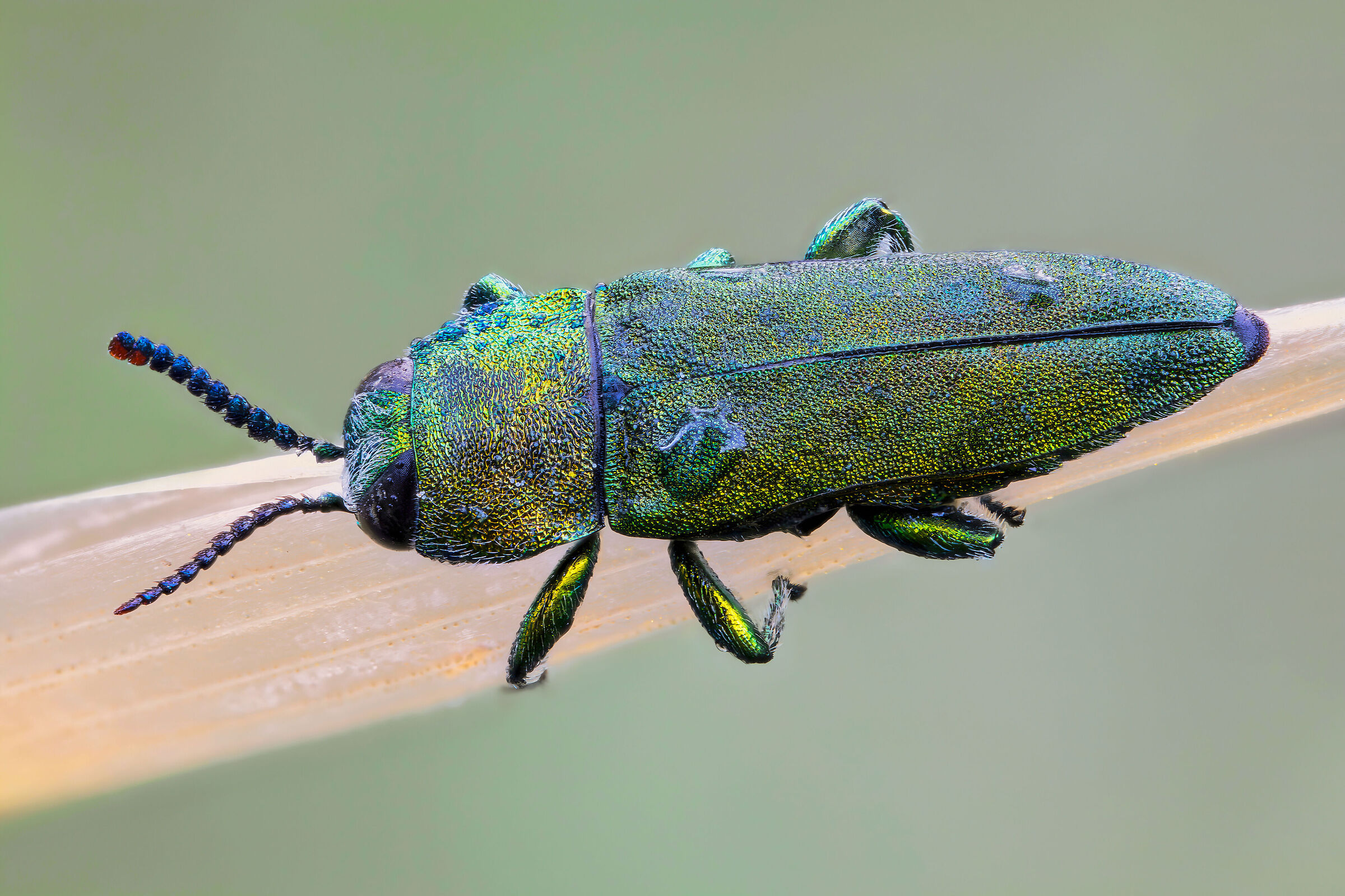 Anthaxia millefolii polychloros