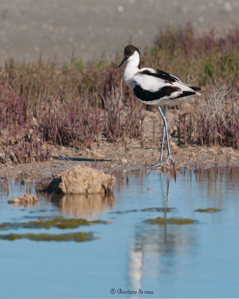 Avocetta.