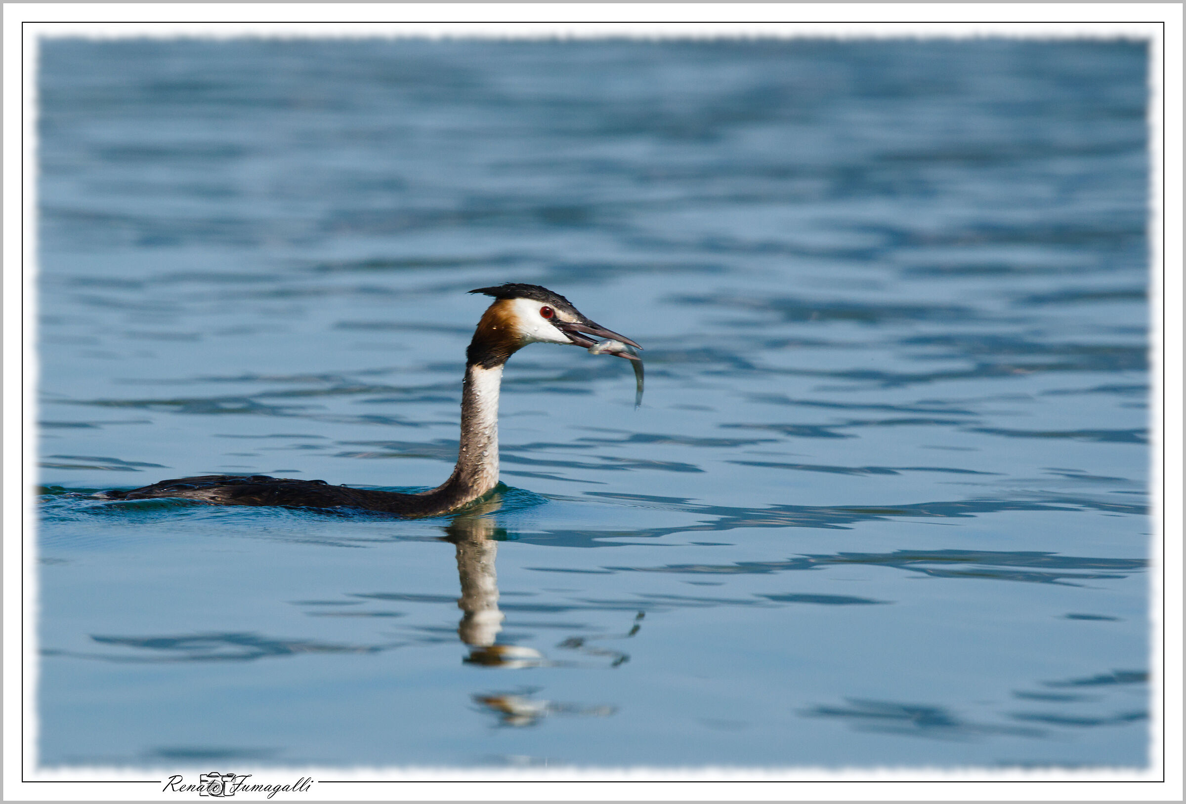 The grebe lunch