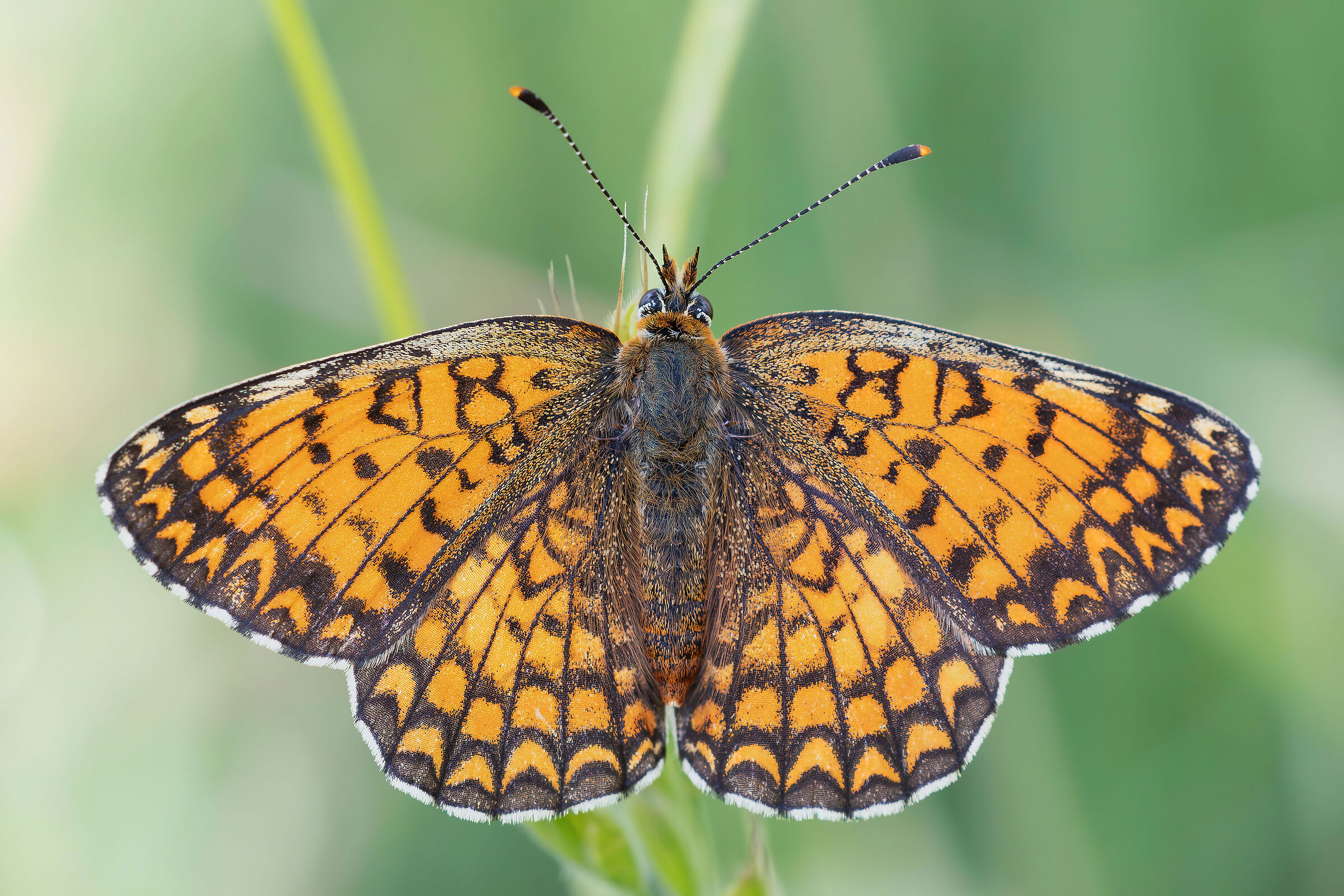 Melitaea sp.