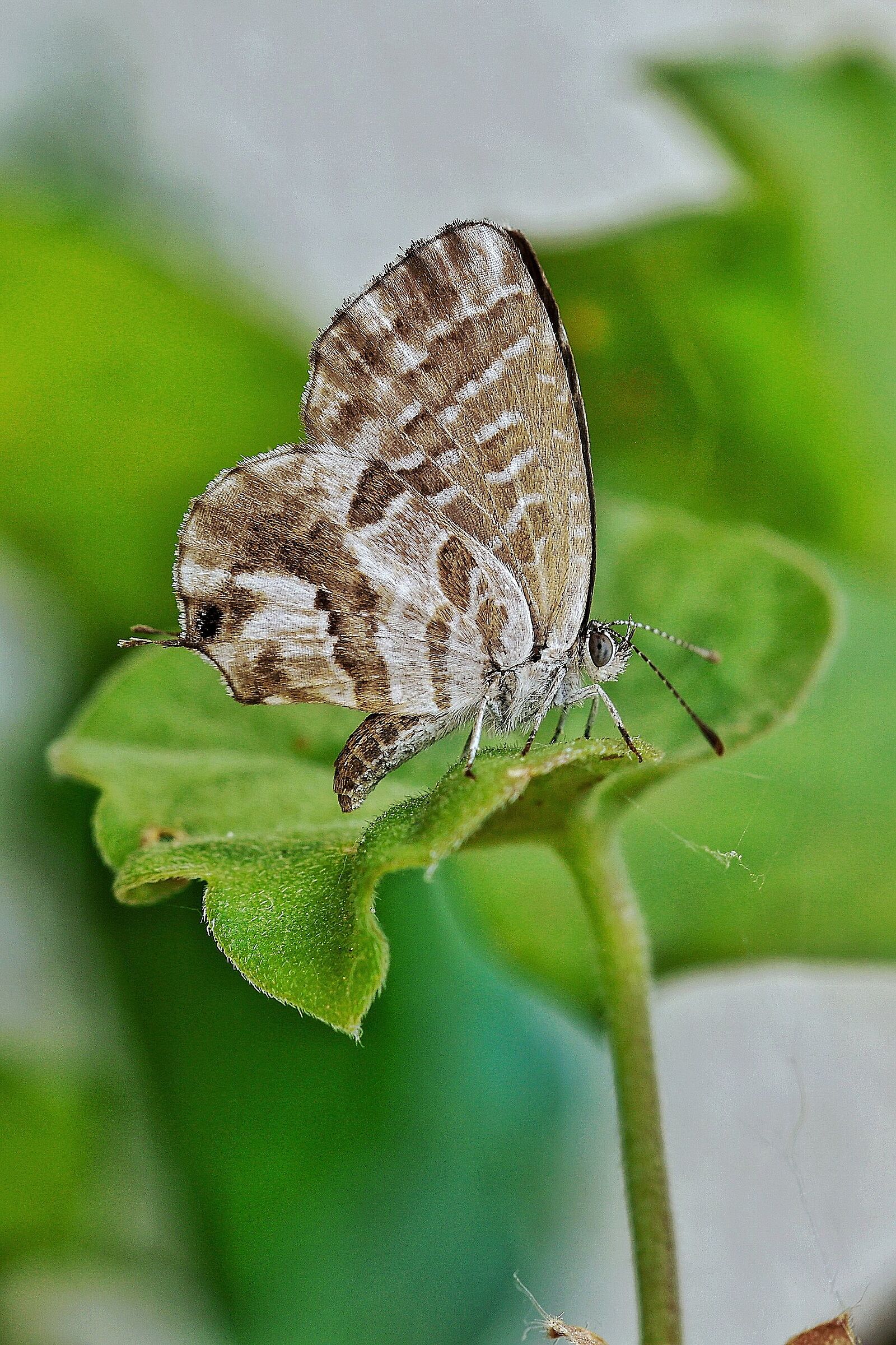 Cacyreus marshalli