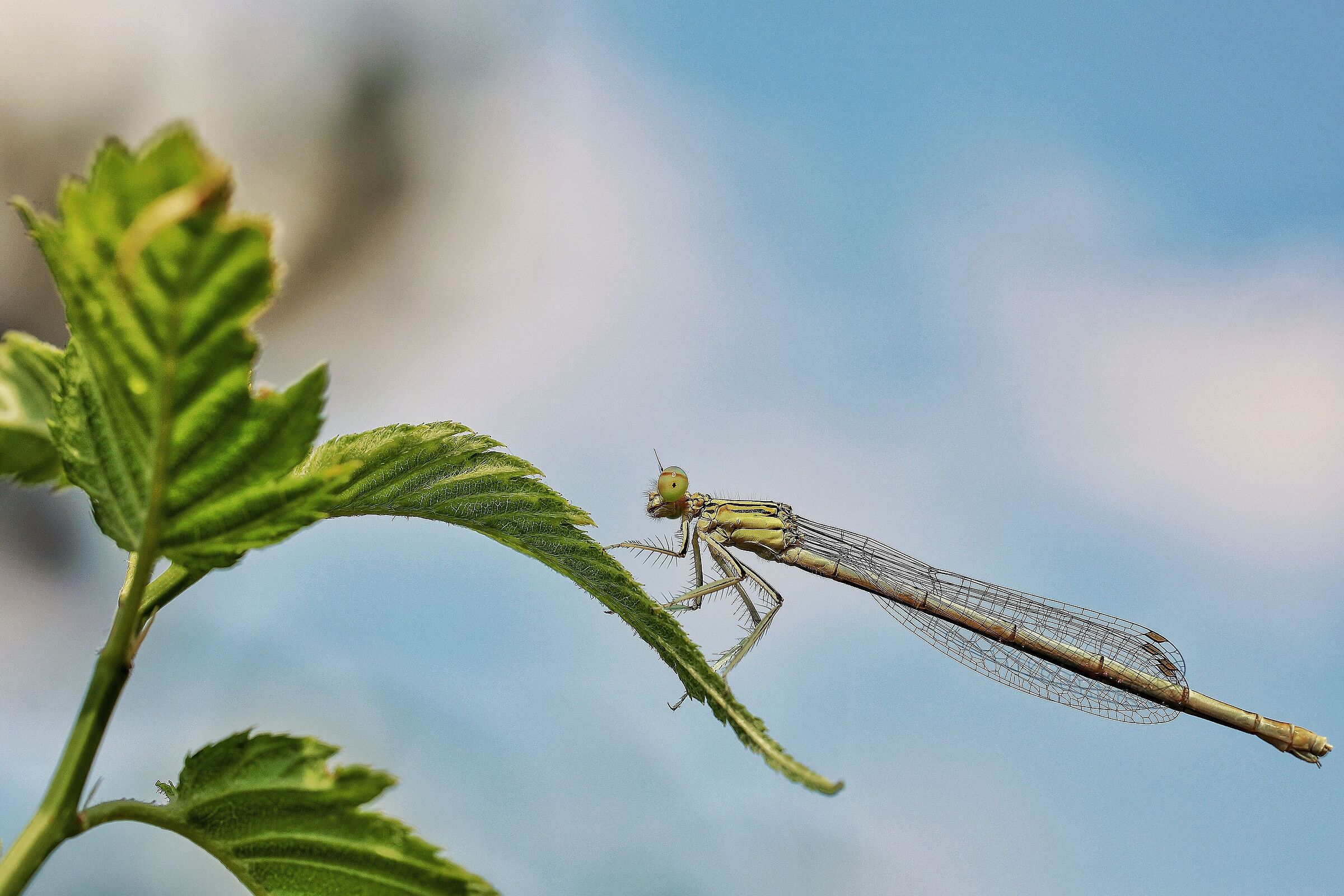 Platycnemis pennipes