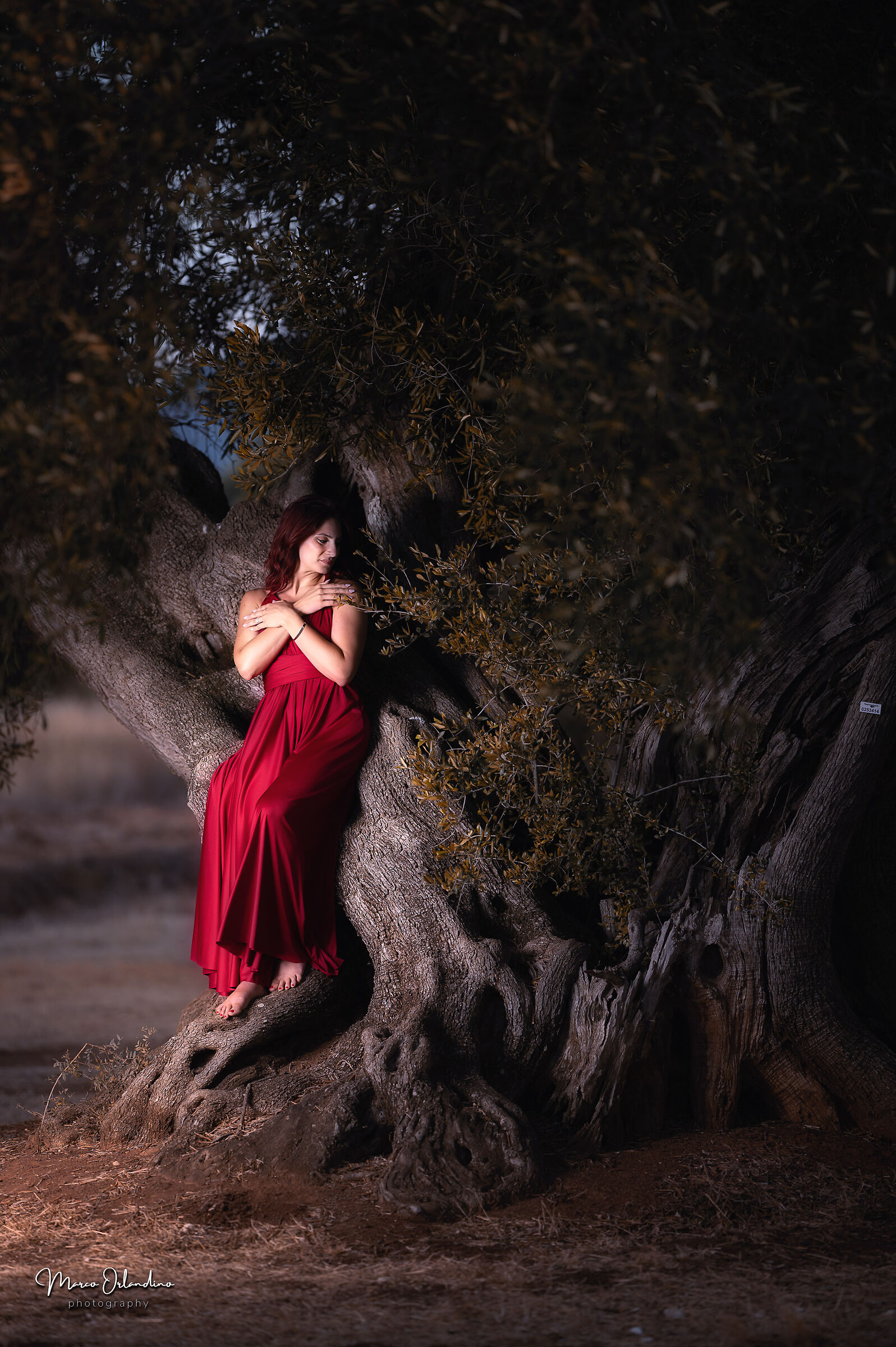Dancing under the Olive Tree