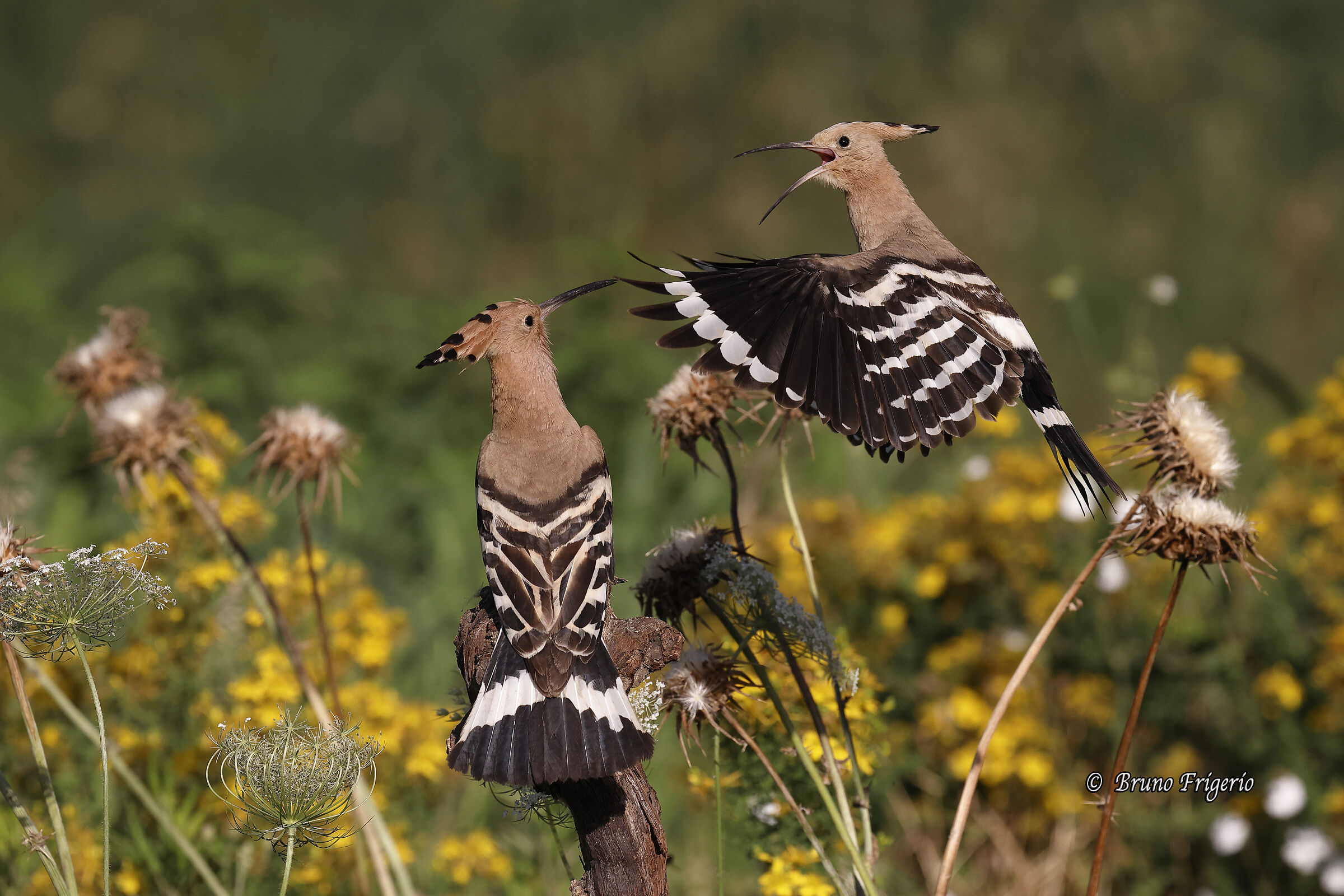 HOOPOE