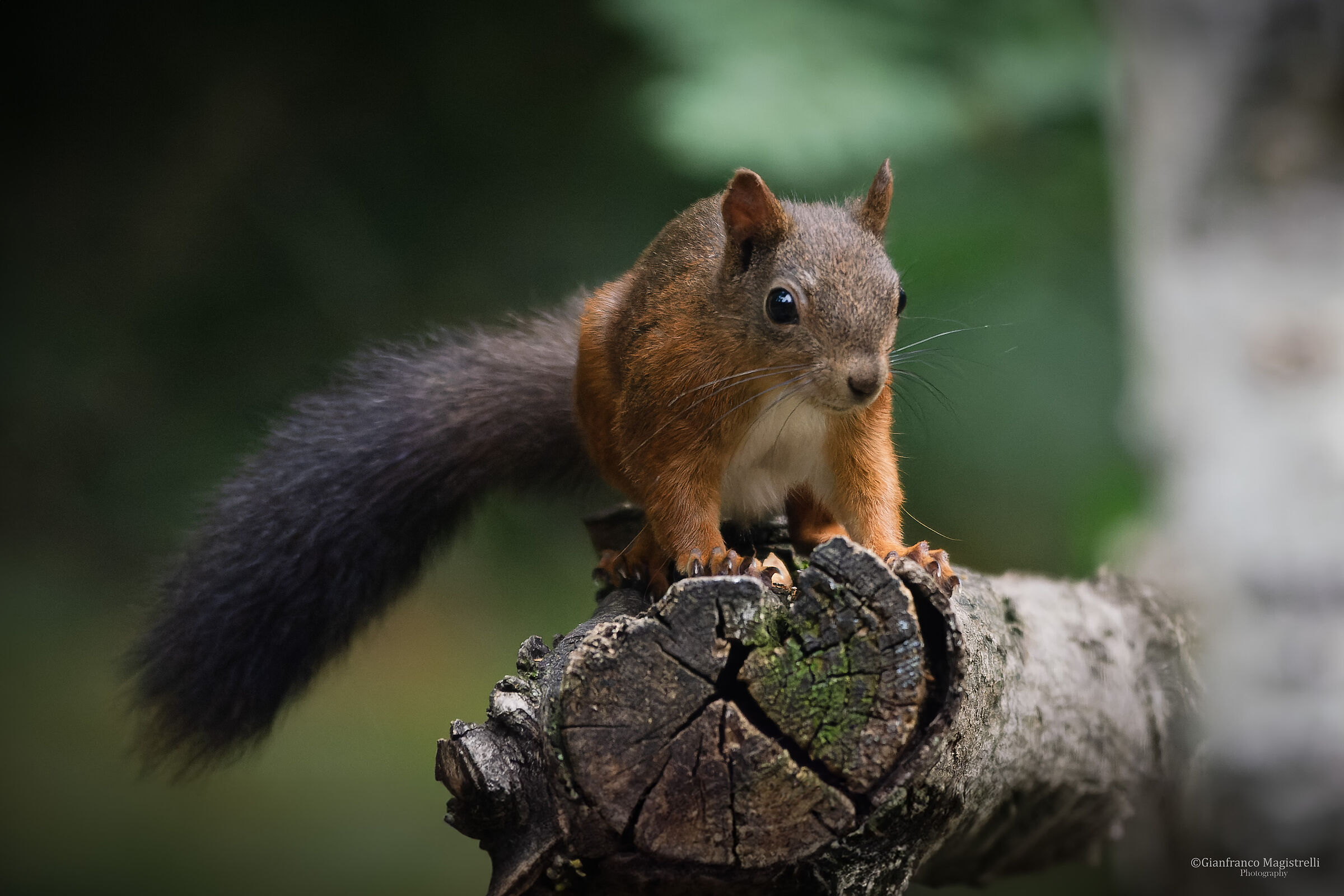 Squirrel