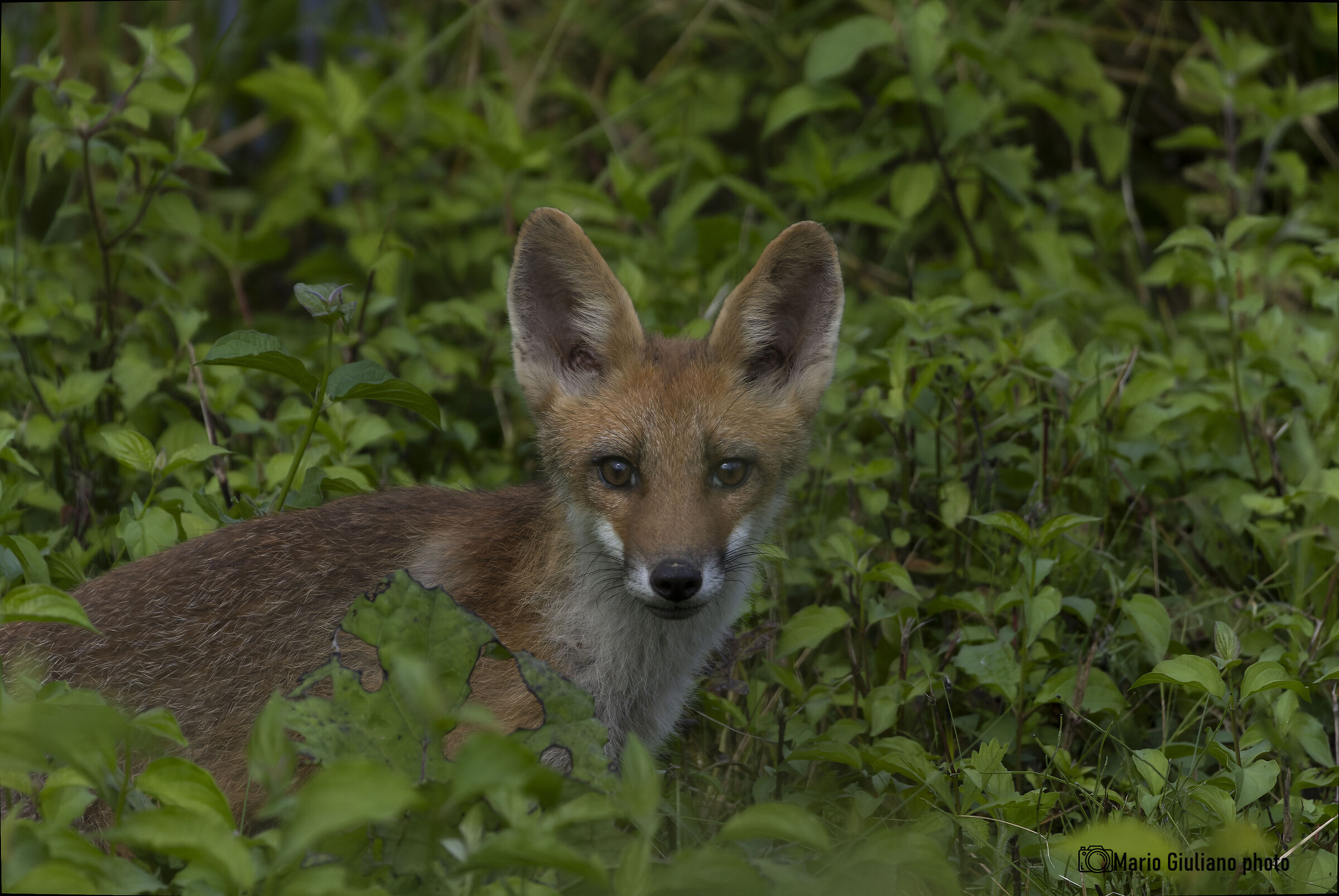Fox