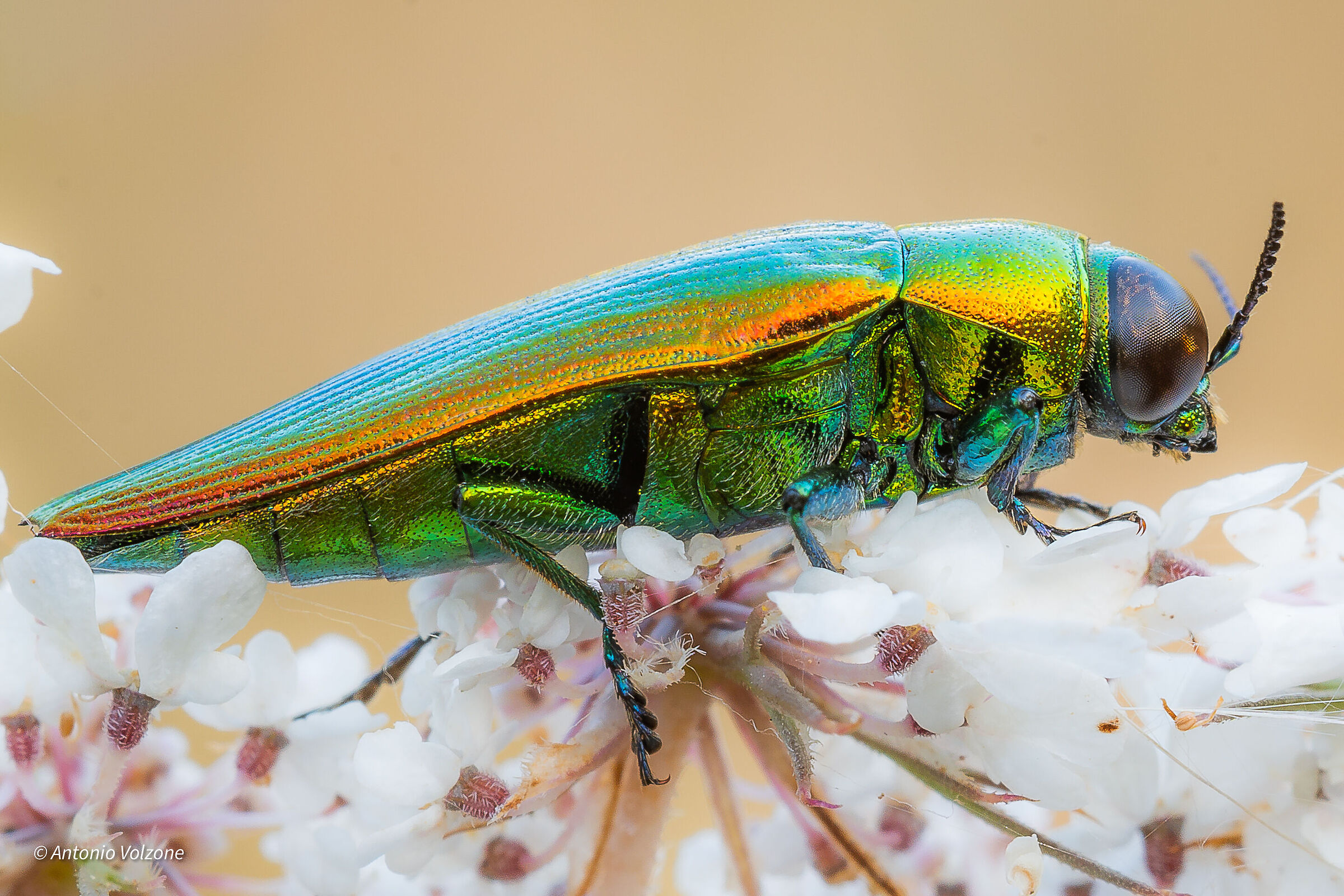 Melobasis sp. z o.o.