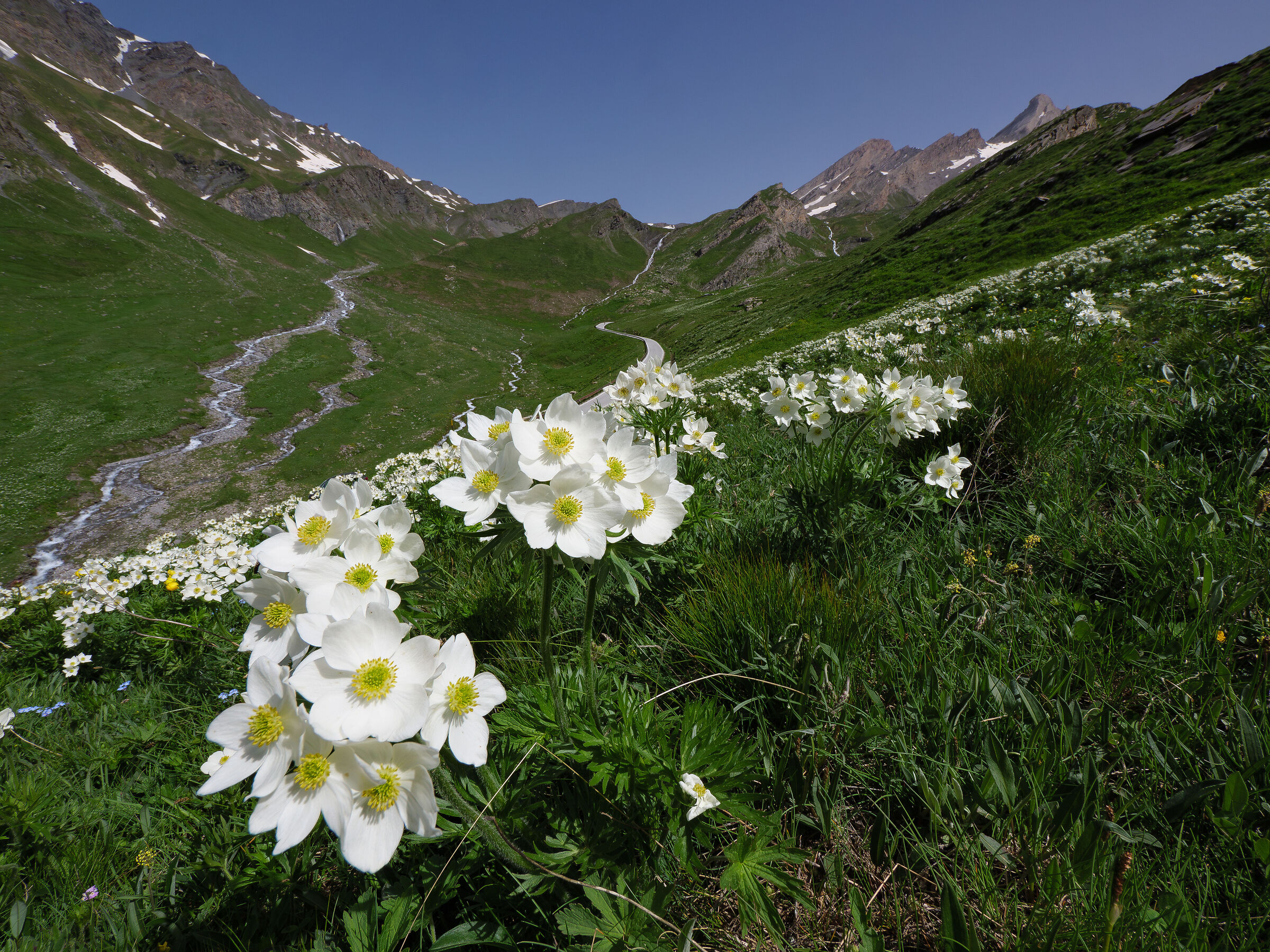 Anemoni al colle.