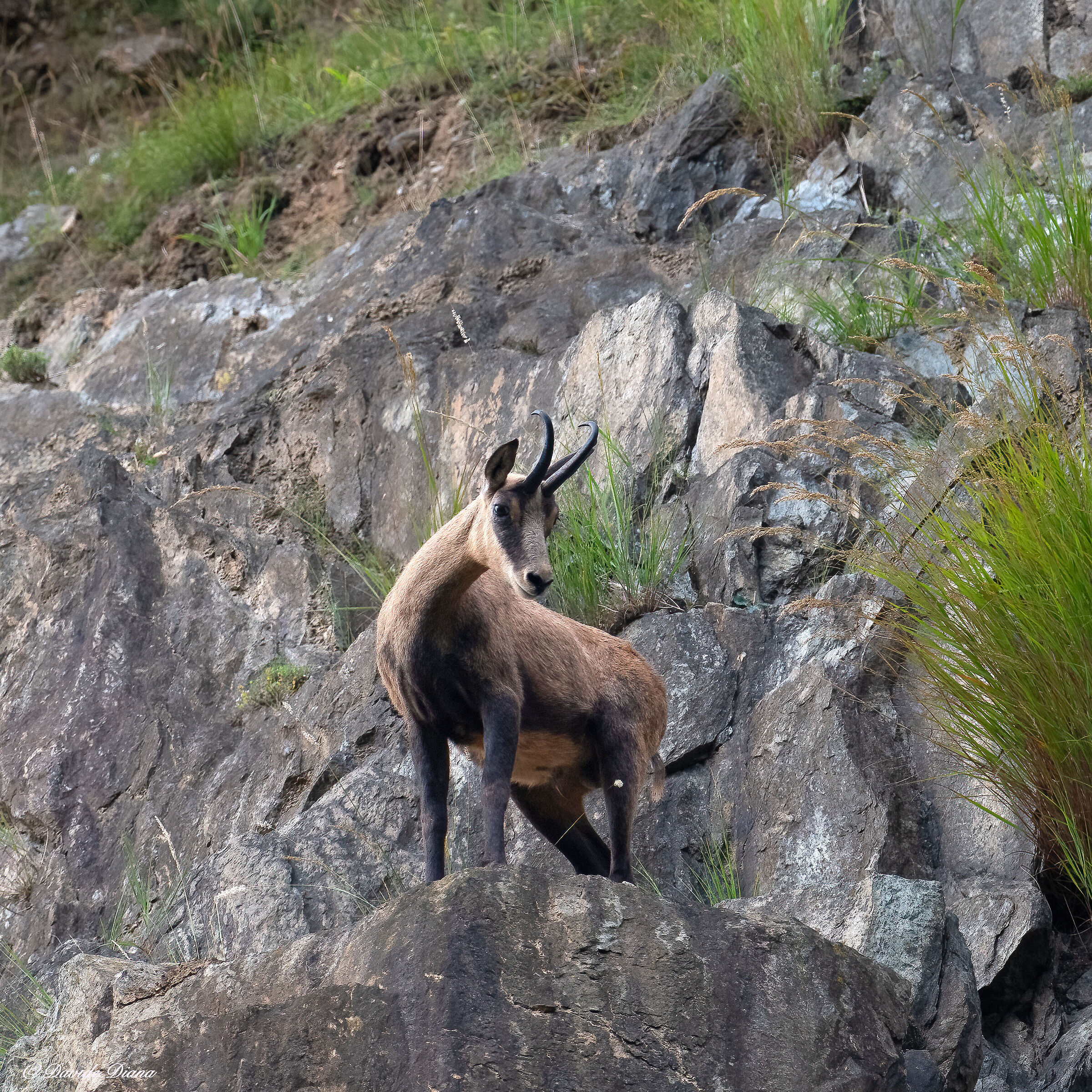 Chamois