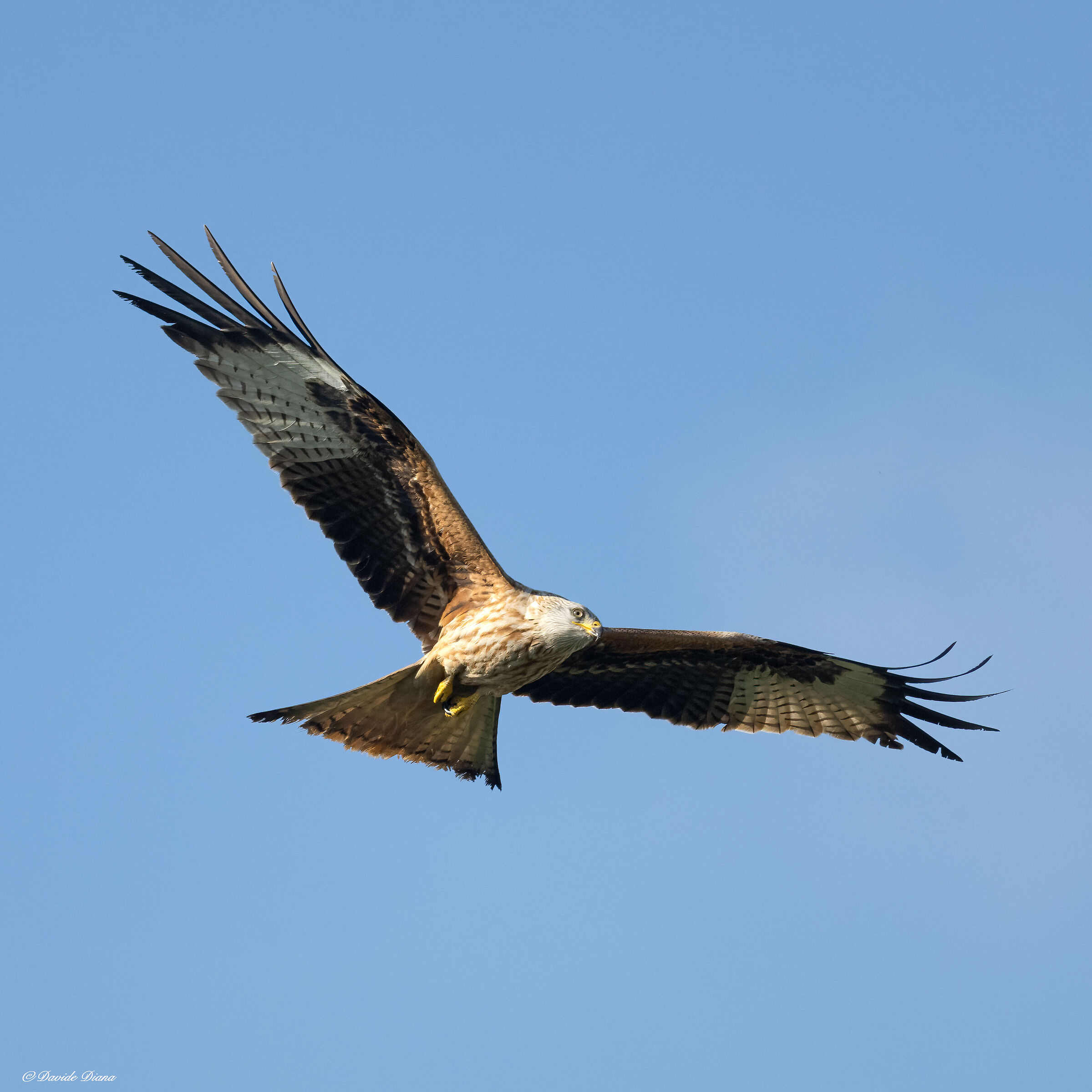 Red kite