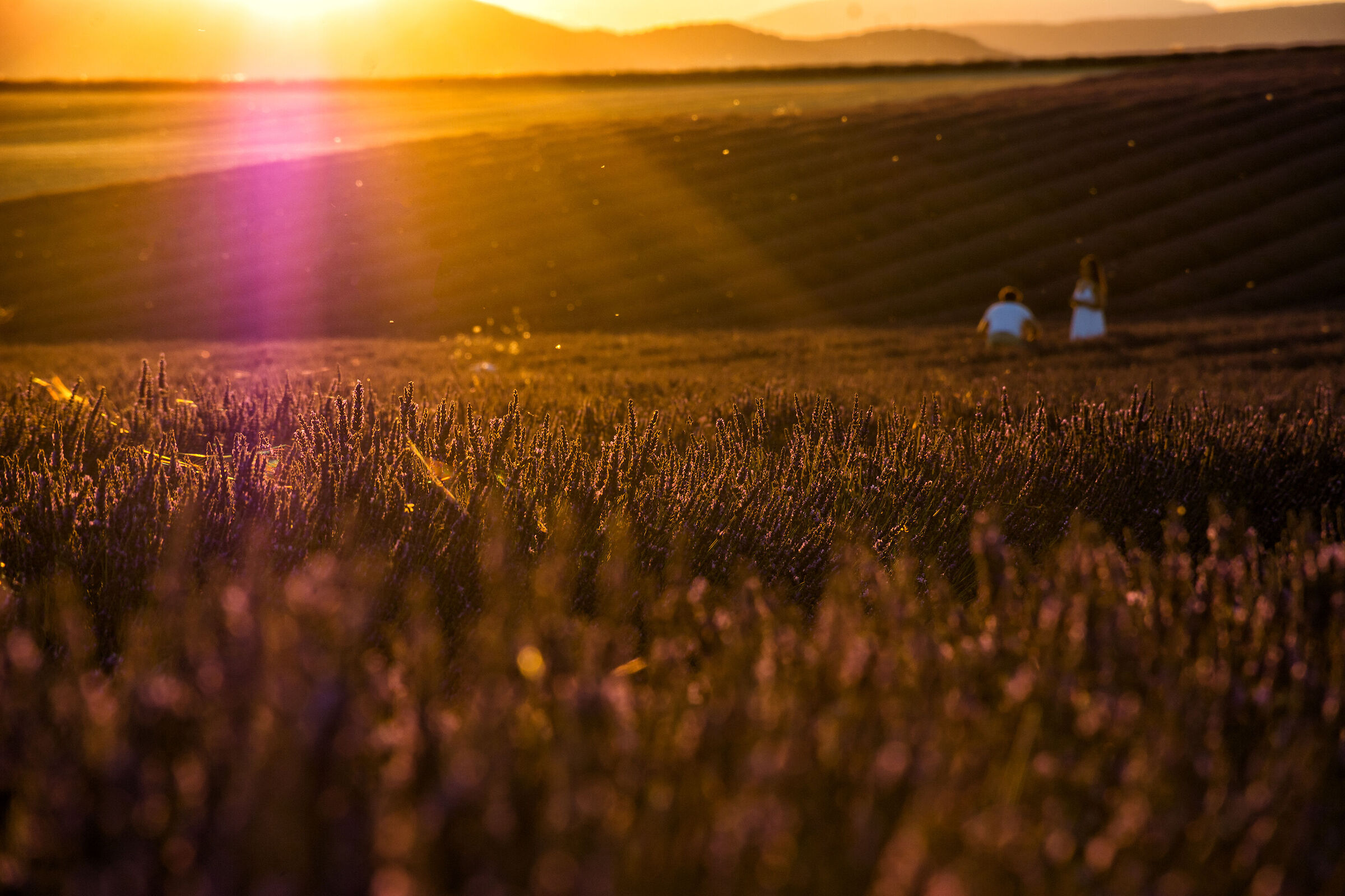 Lavender backlight