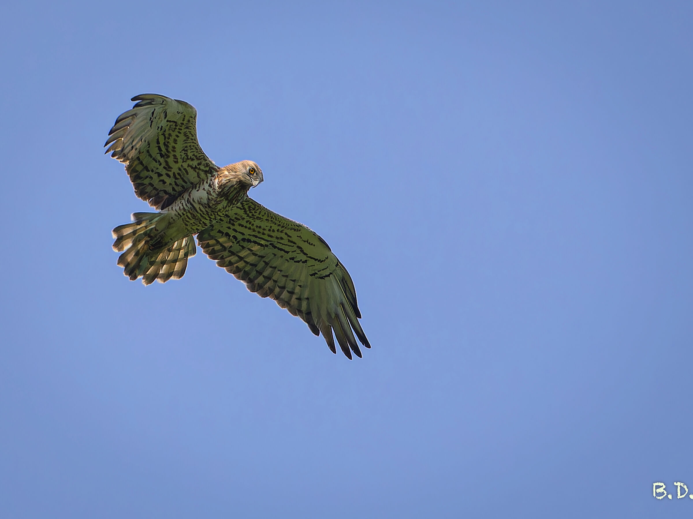 Short-toed eagle on the hunt
