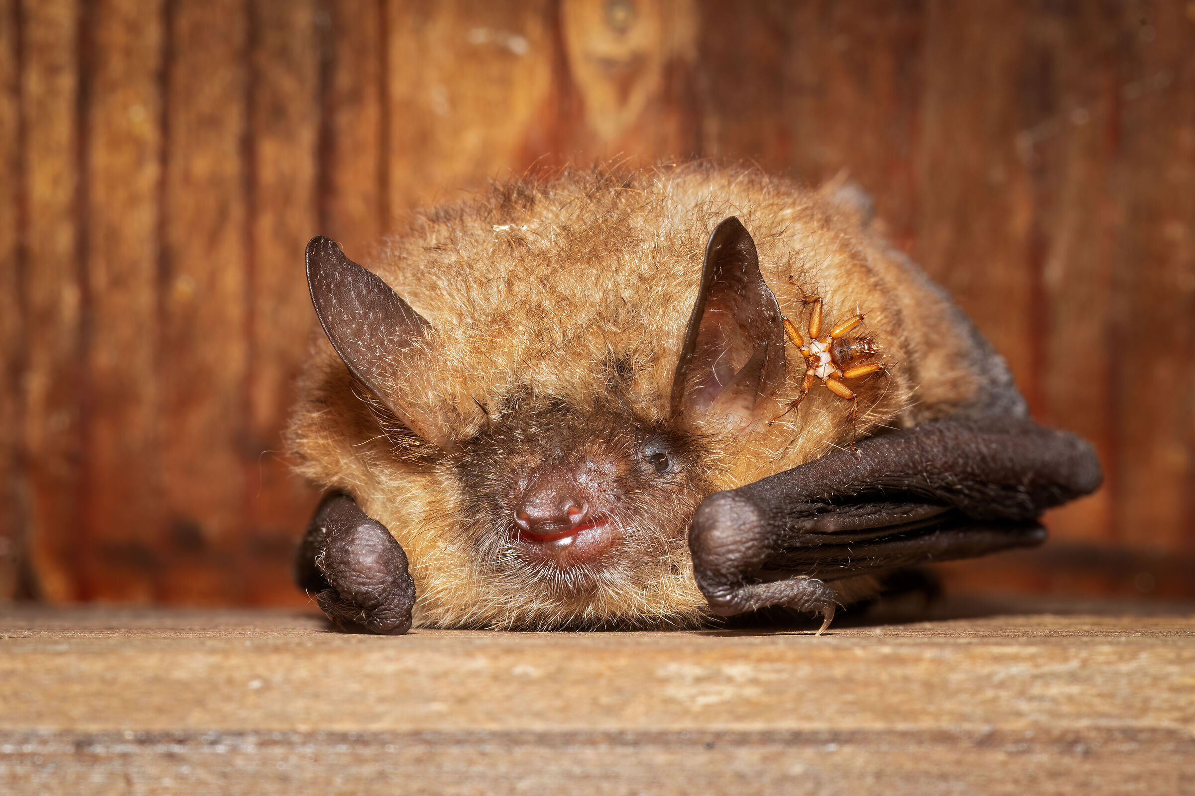 Pipistrello con il suo parassita