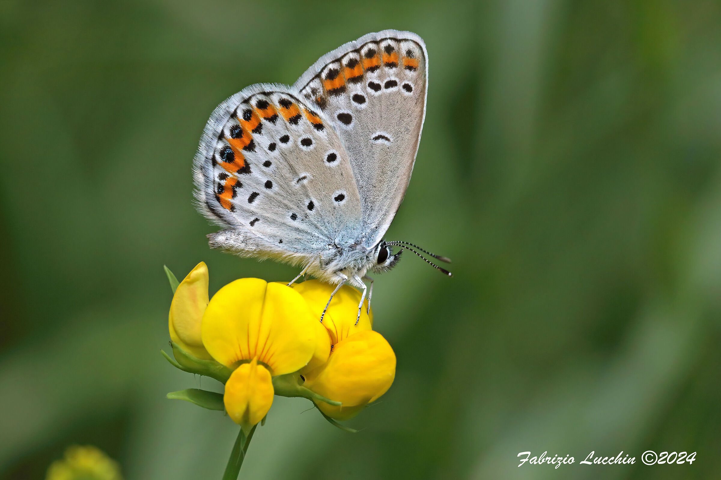 Plebejus argirognomon (Esemplare maschio)