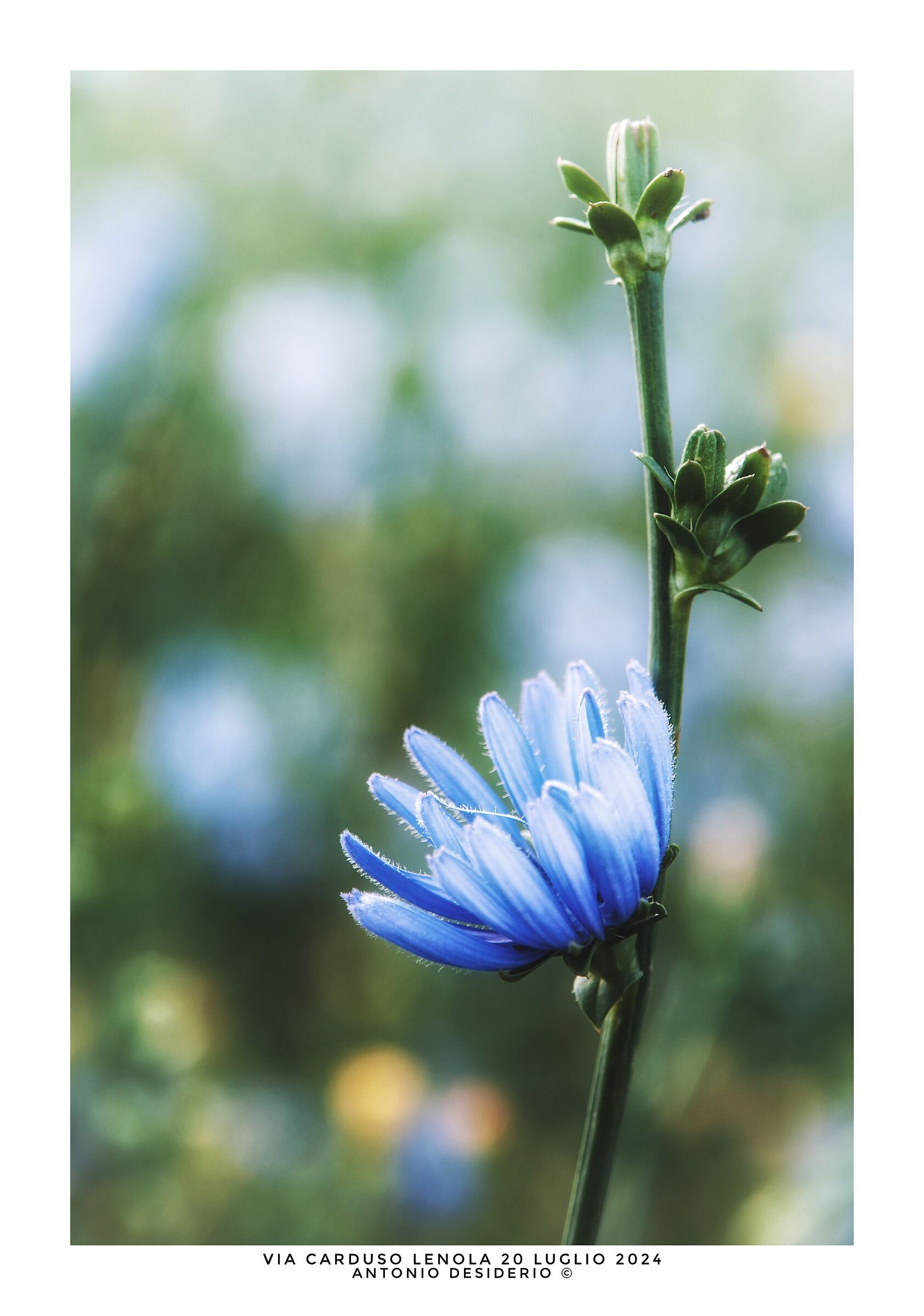 Common chicory