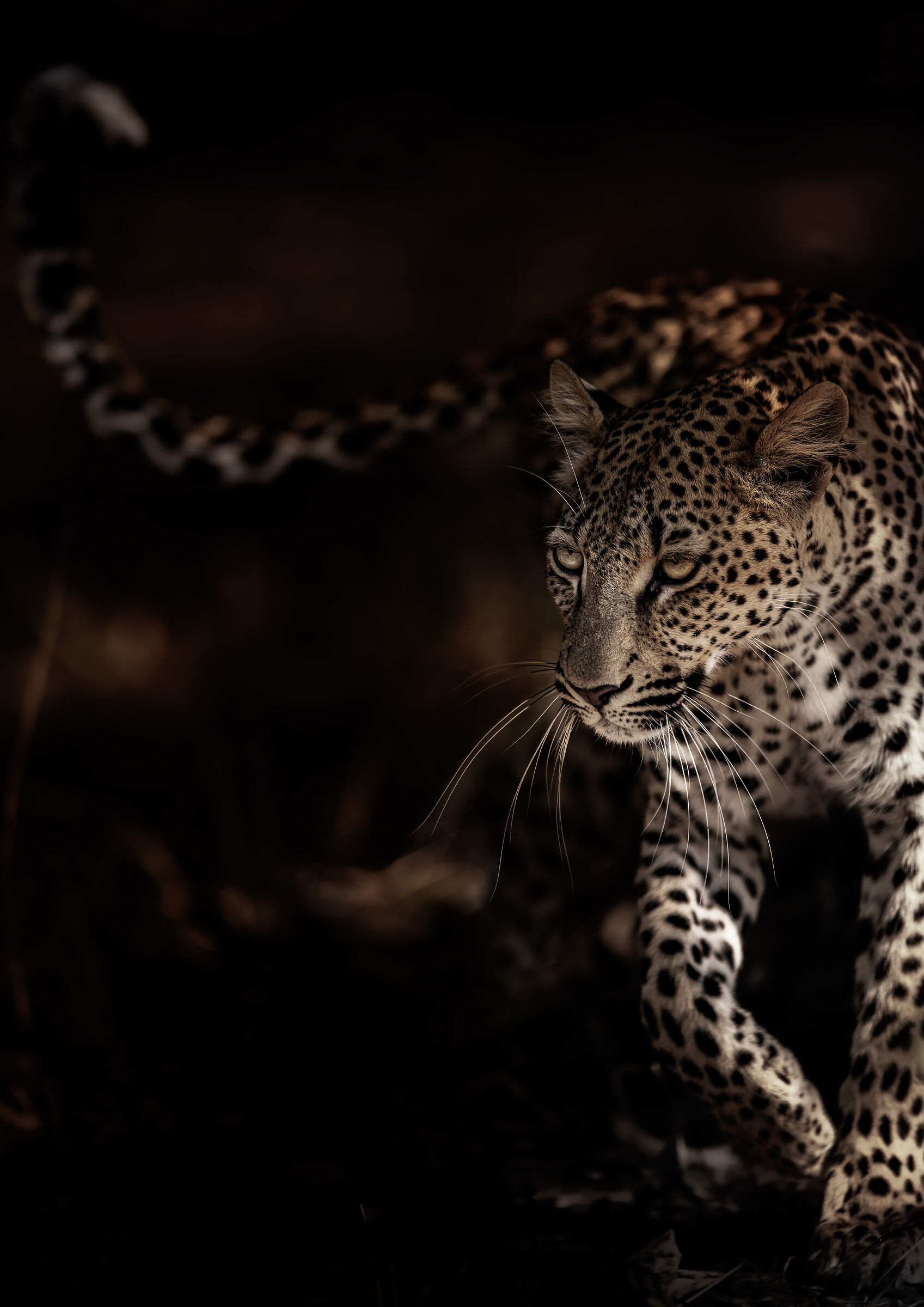 A flash in the shadows!