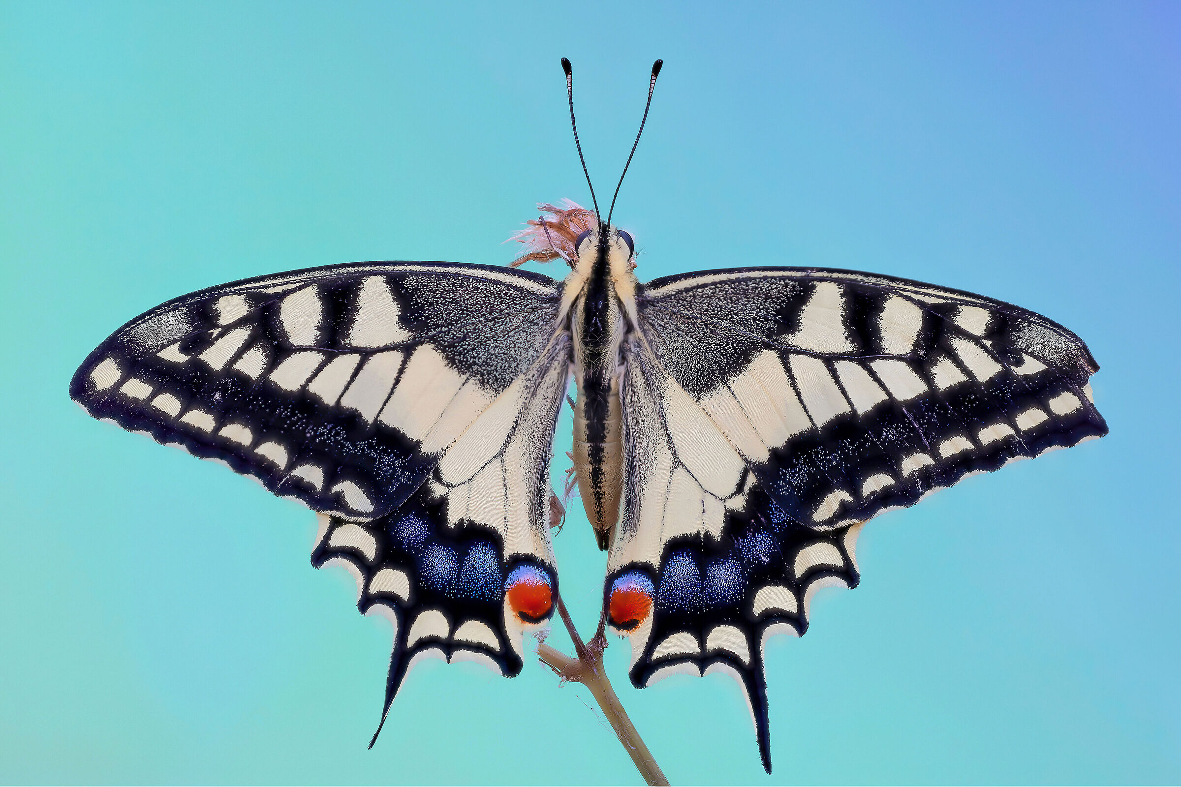 Papilio machaon