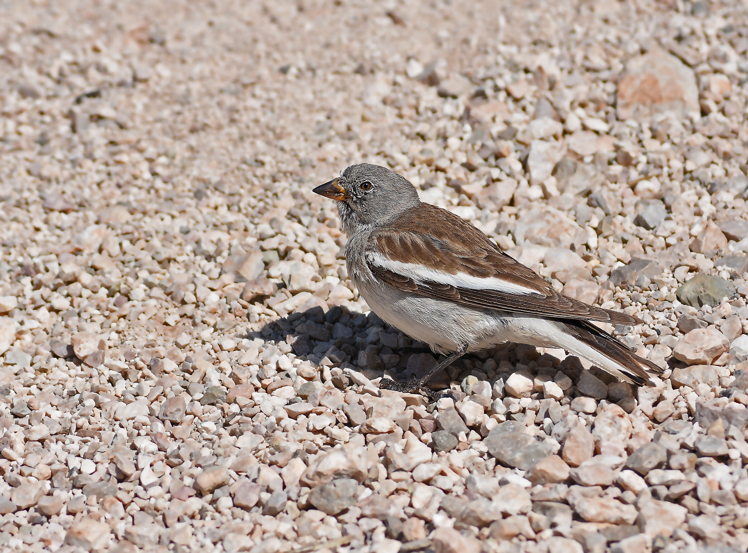 Alpine Finch