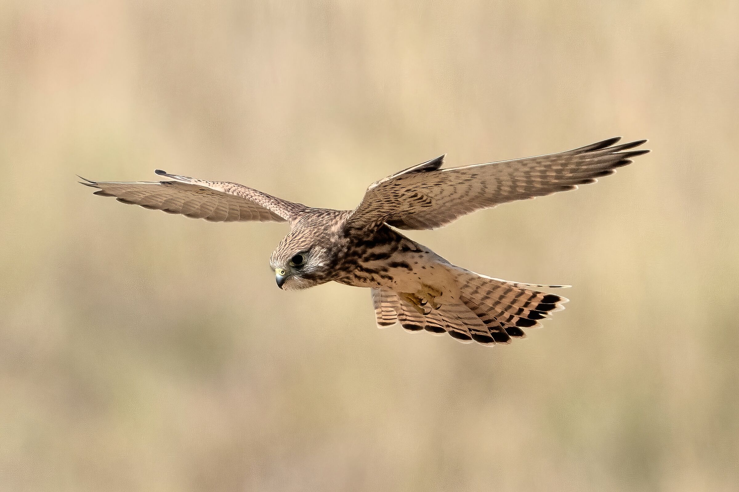 Gheppio (Falco tinnunculus)