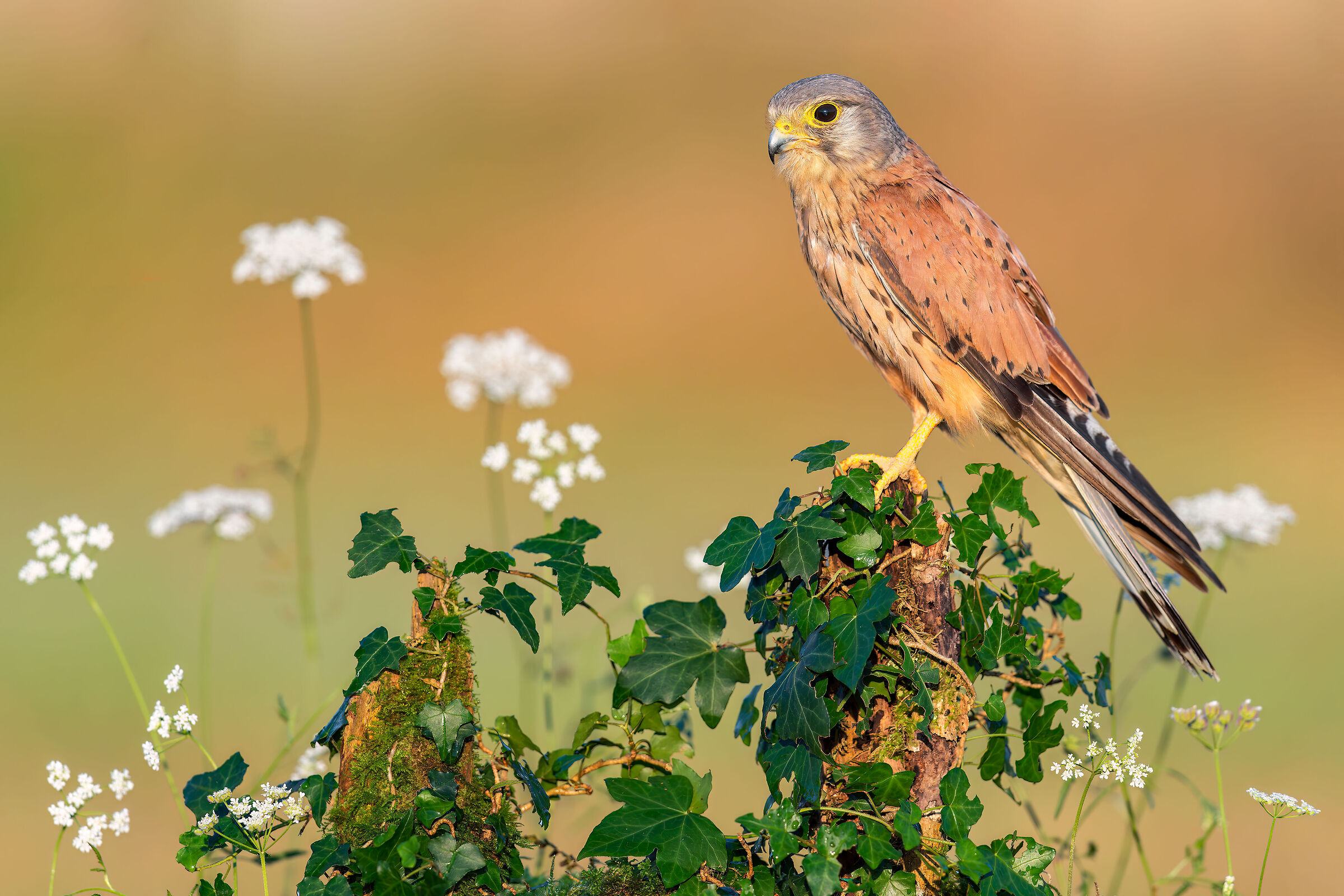Kestrel
