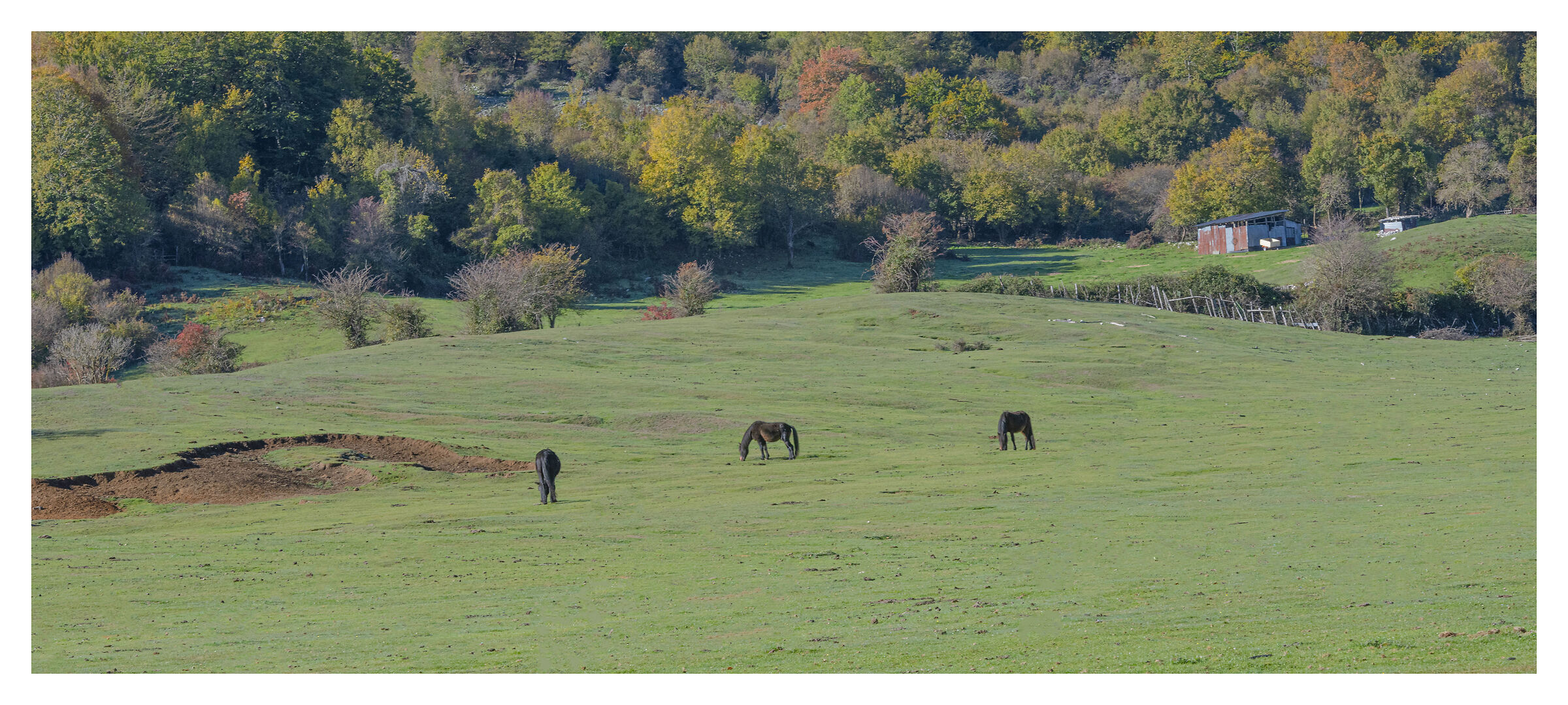 Cavalli vicini ai paddock