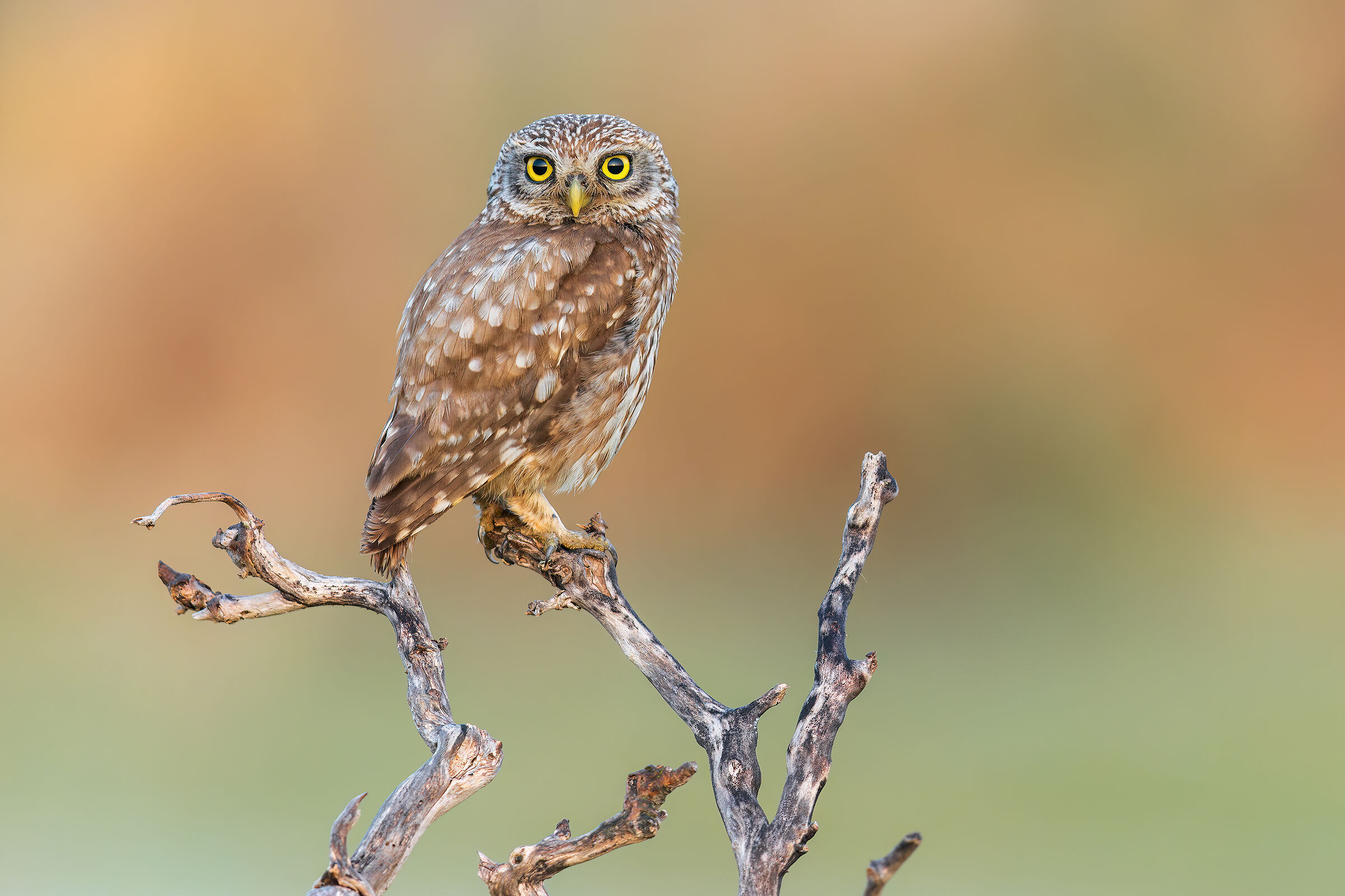Owl
