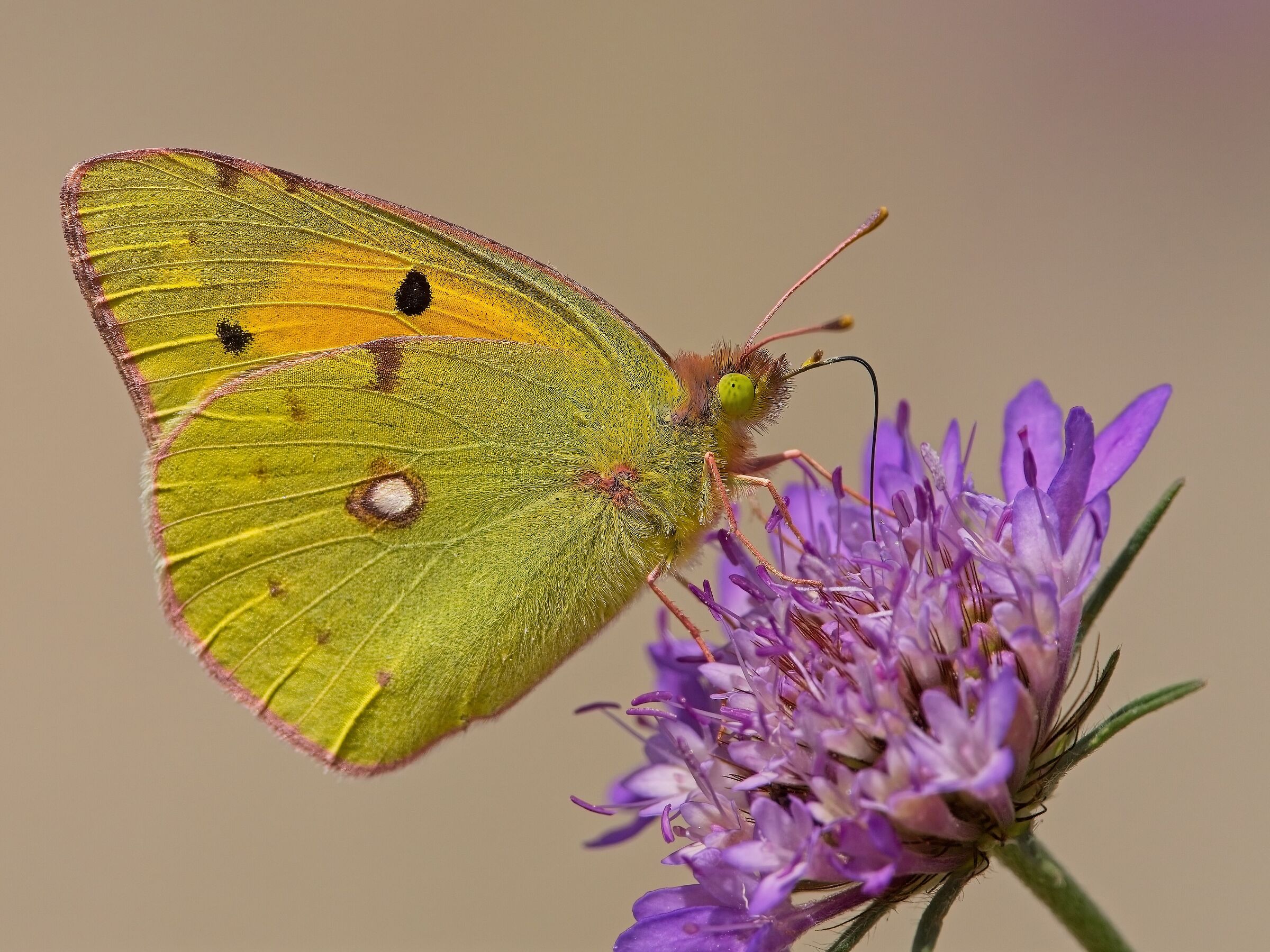 Colias croceus