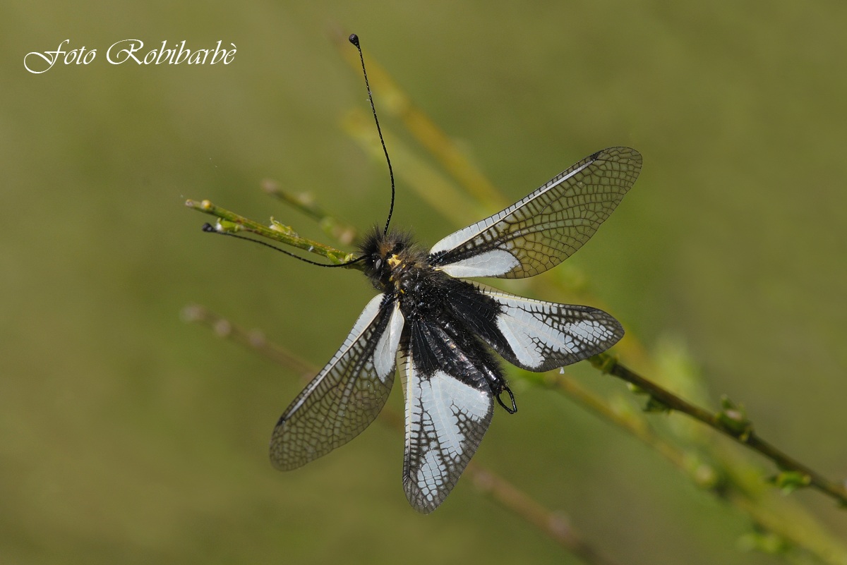 Libelloides coccajus