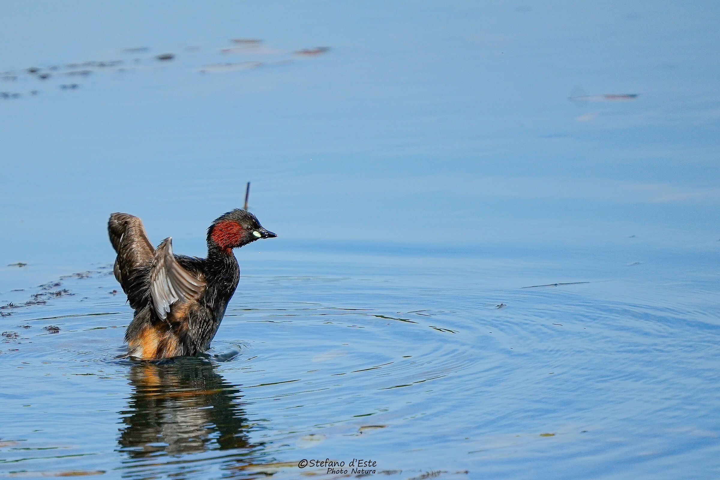 Dabchick