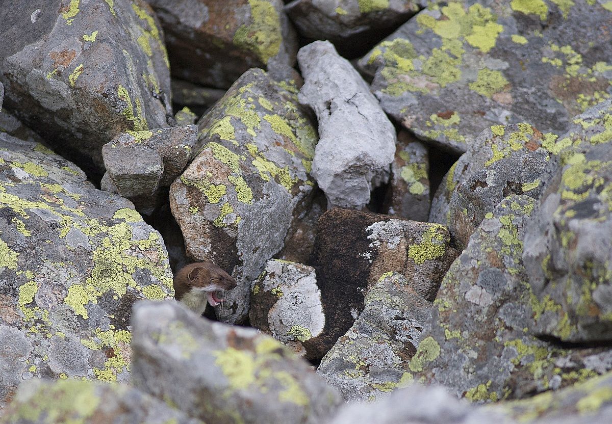 Che noia questi fotografi