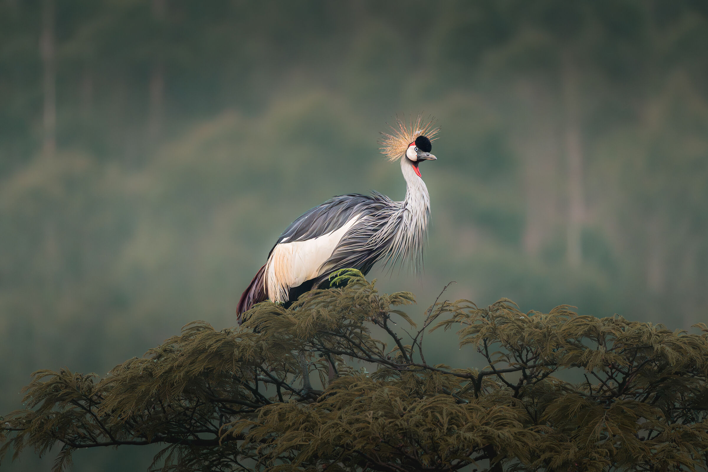 Crowned Crane
