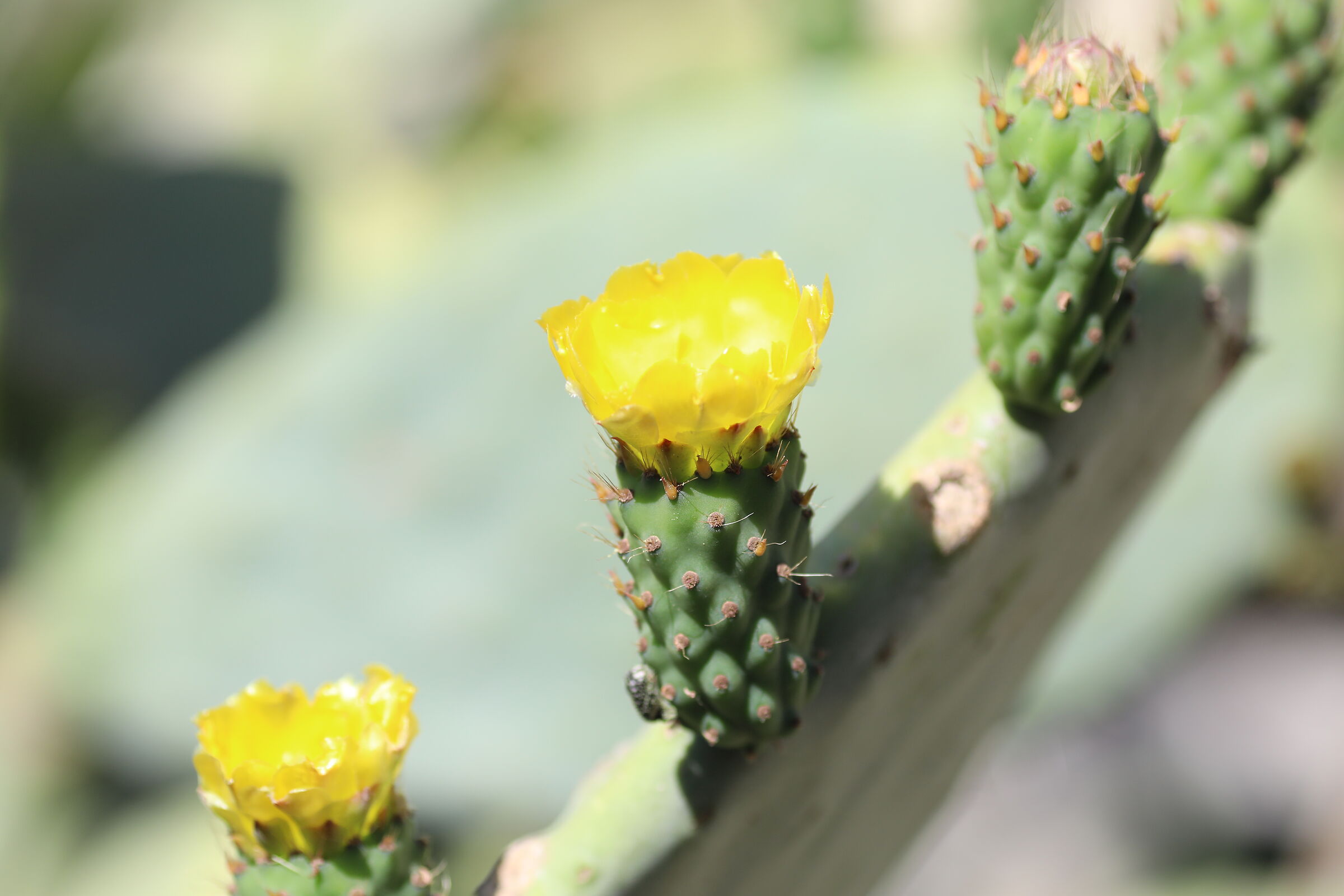 " Crop 189 " Canon 5 D IV, 135 F. 2 L USM + TC 1.4...