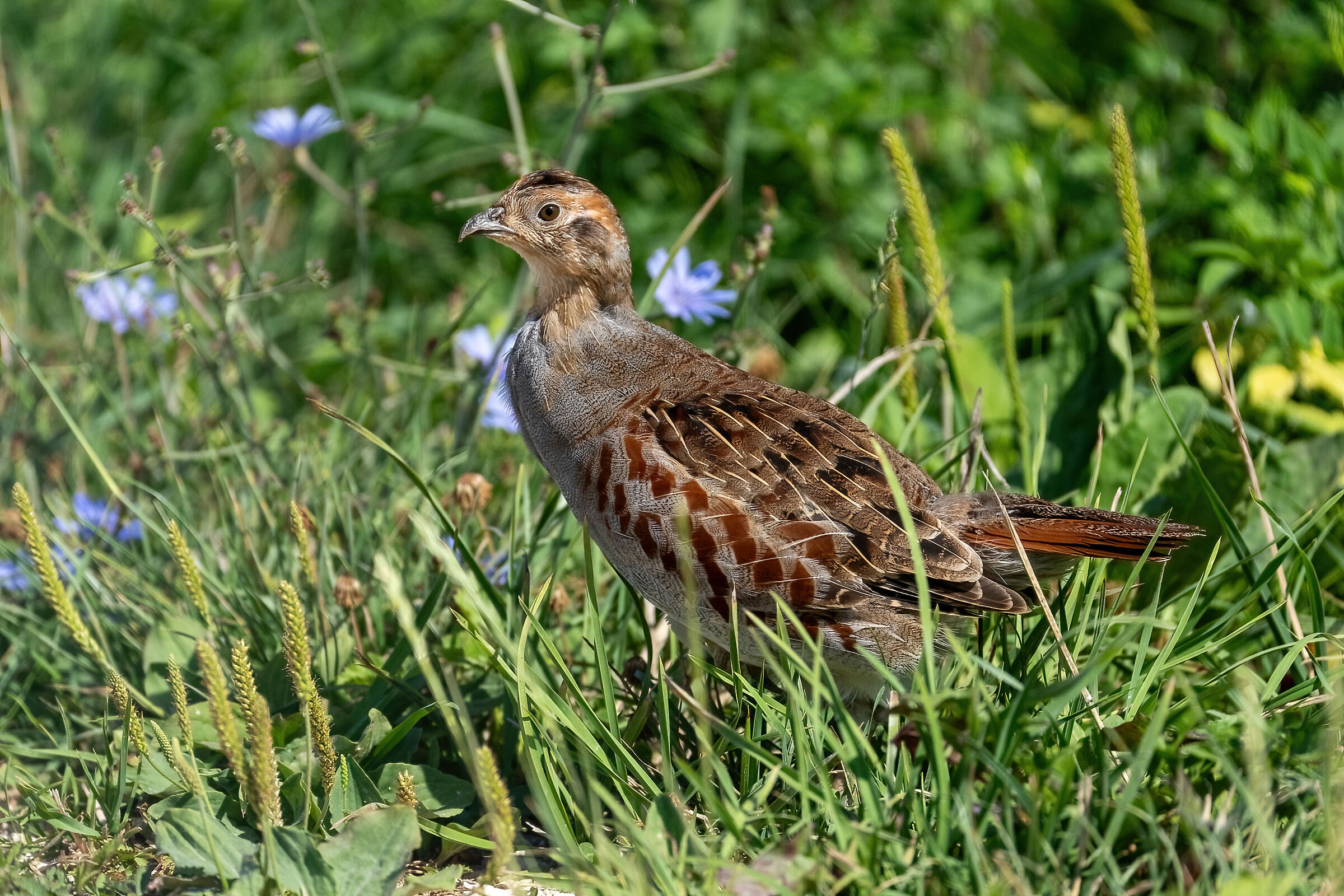 Partridge (Perdix perdix)