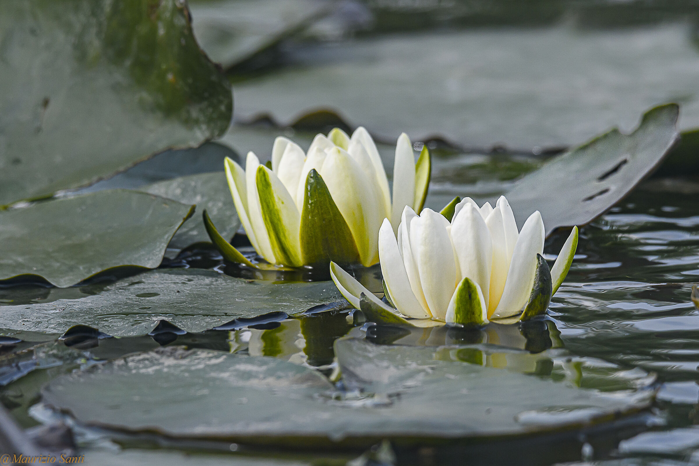 Water lily