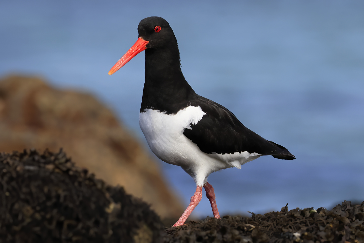 Oystercatcher