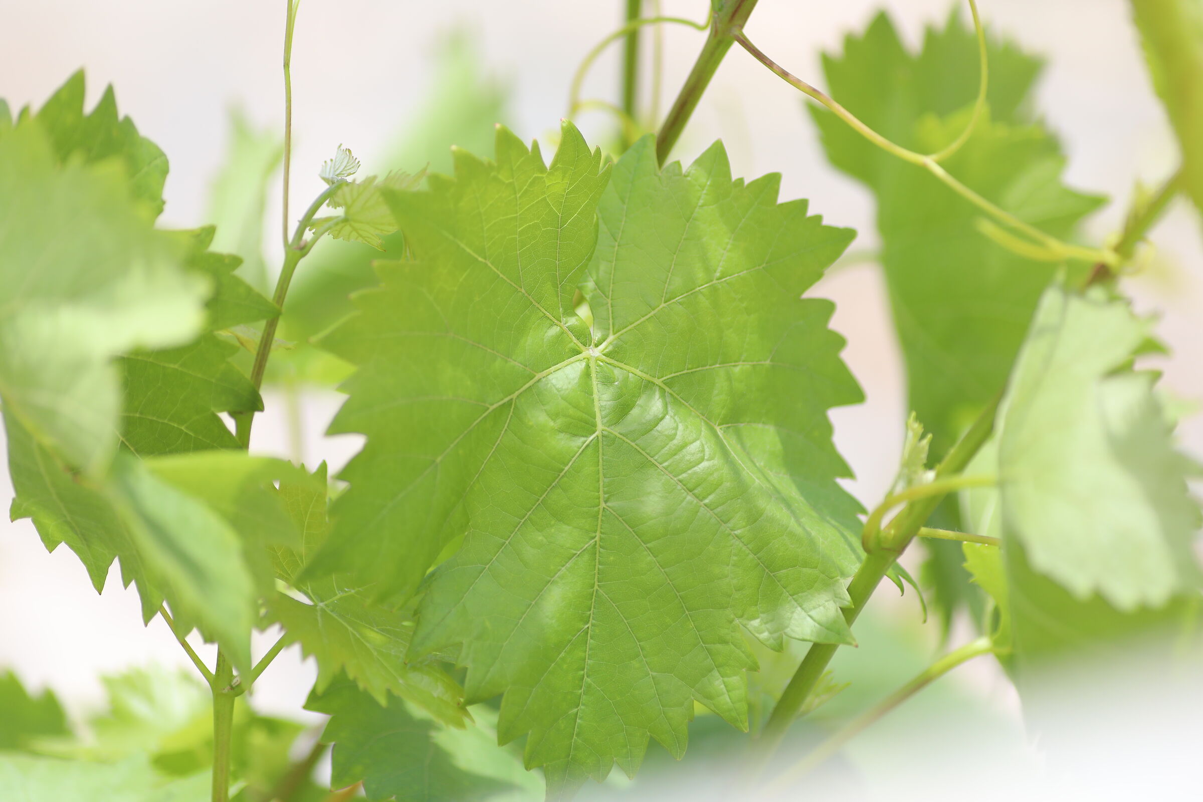 " Crop 189 ", Canon 5 D IV, 135 F. 2 L usm+ TC 1.4...