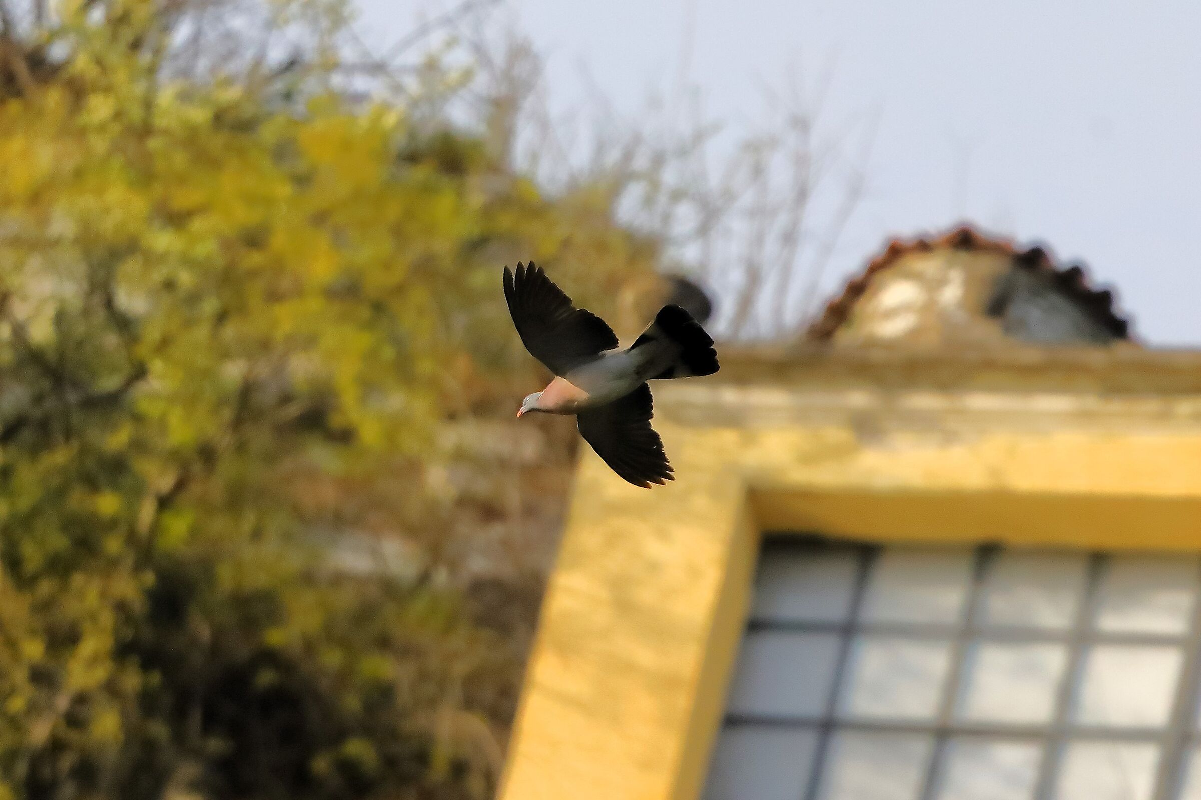 Colombaccio 04 aprile 2024 - 0021