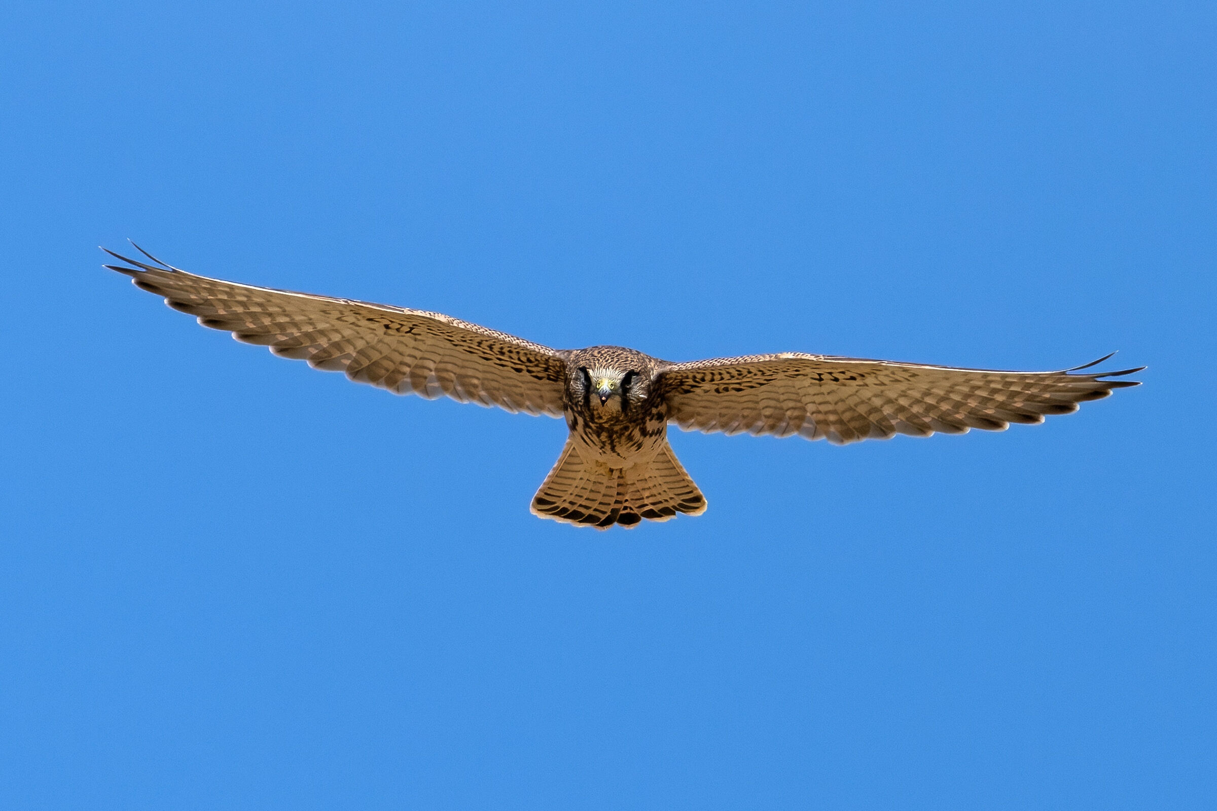 Gheppio (Falco tinnunculus)