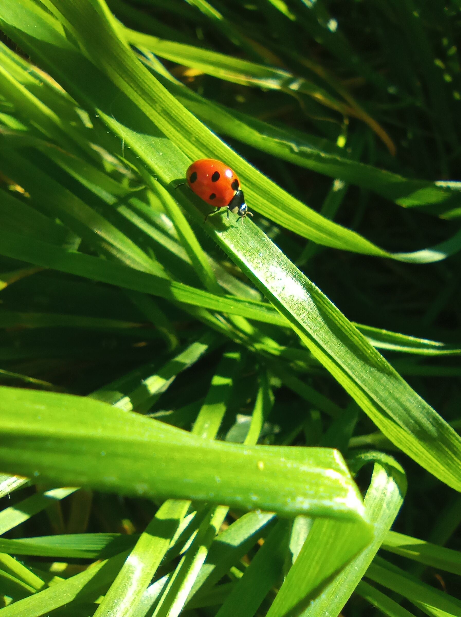Little lady bird on green grass