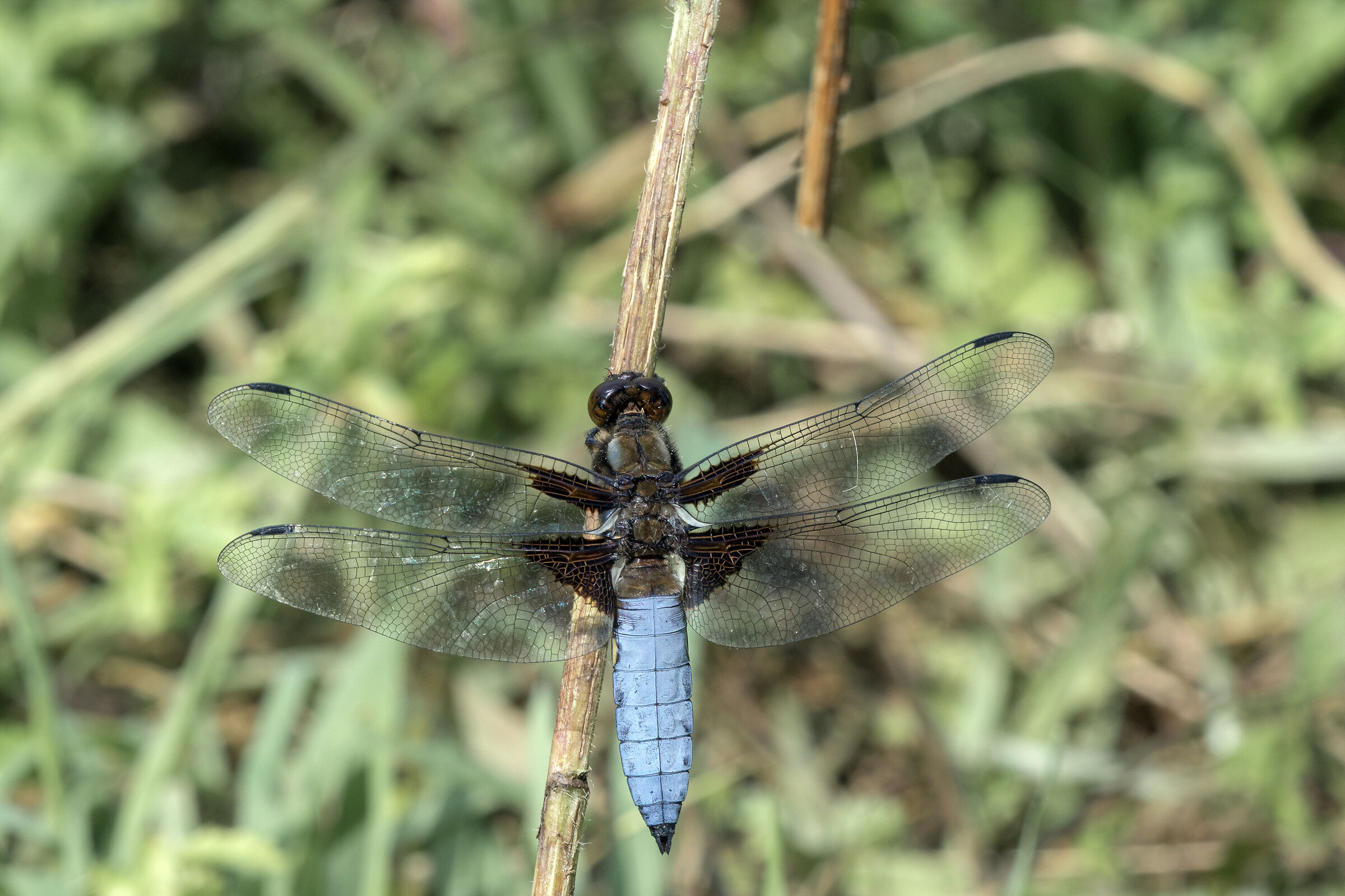 Depressed dragonfly