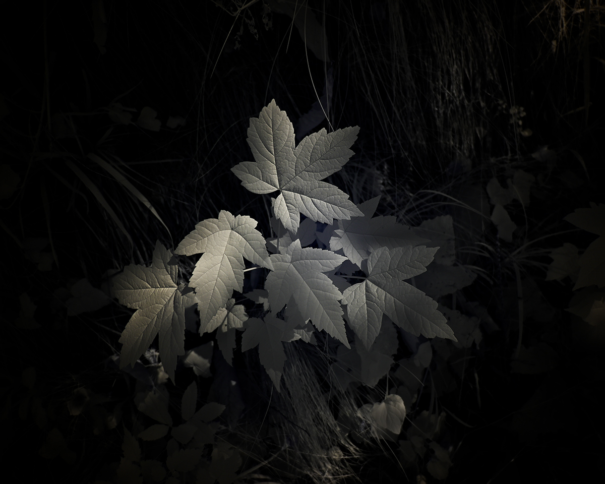 Undergrowth