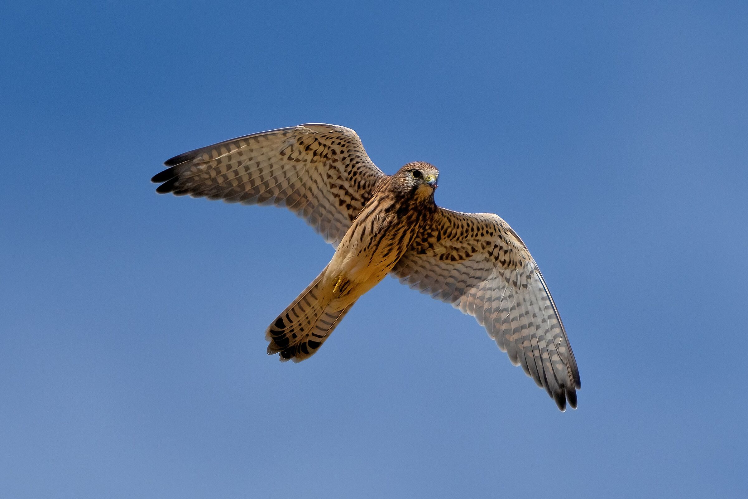 Kestrel (Falco tinnunculus)