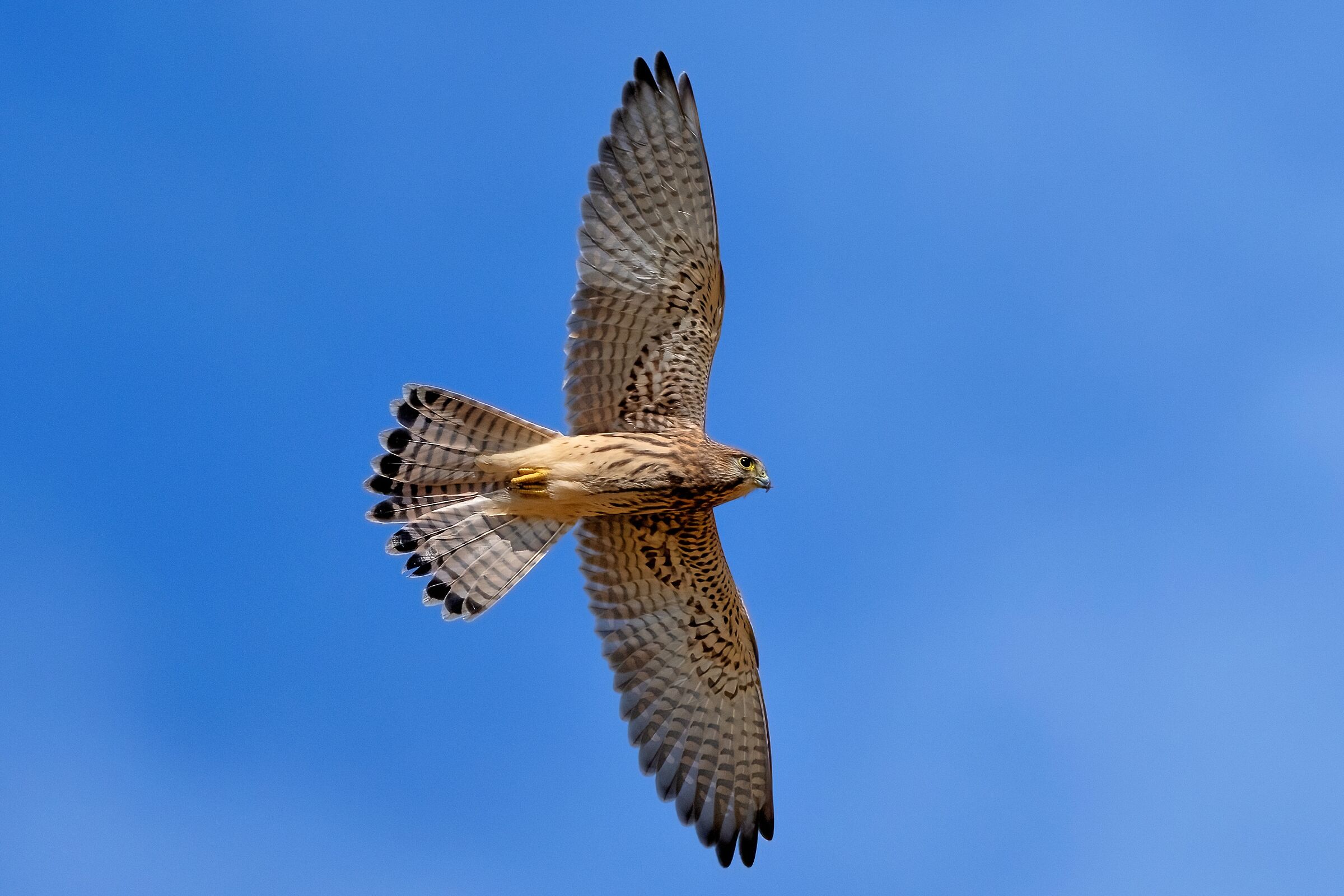 Kestrel (Falco tinnunculus)
