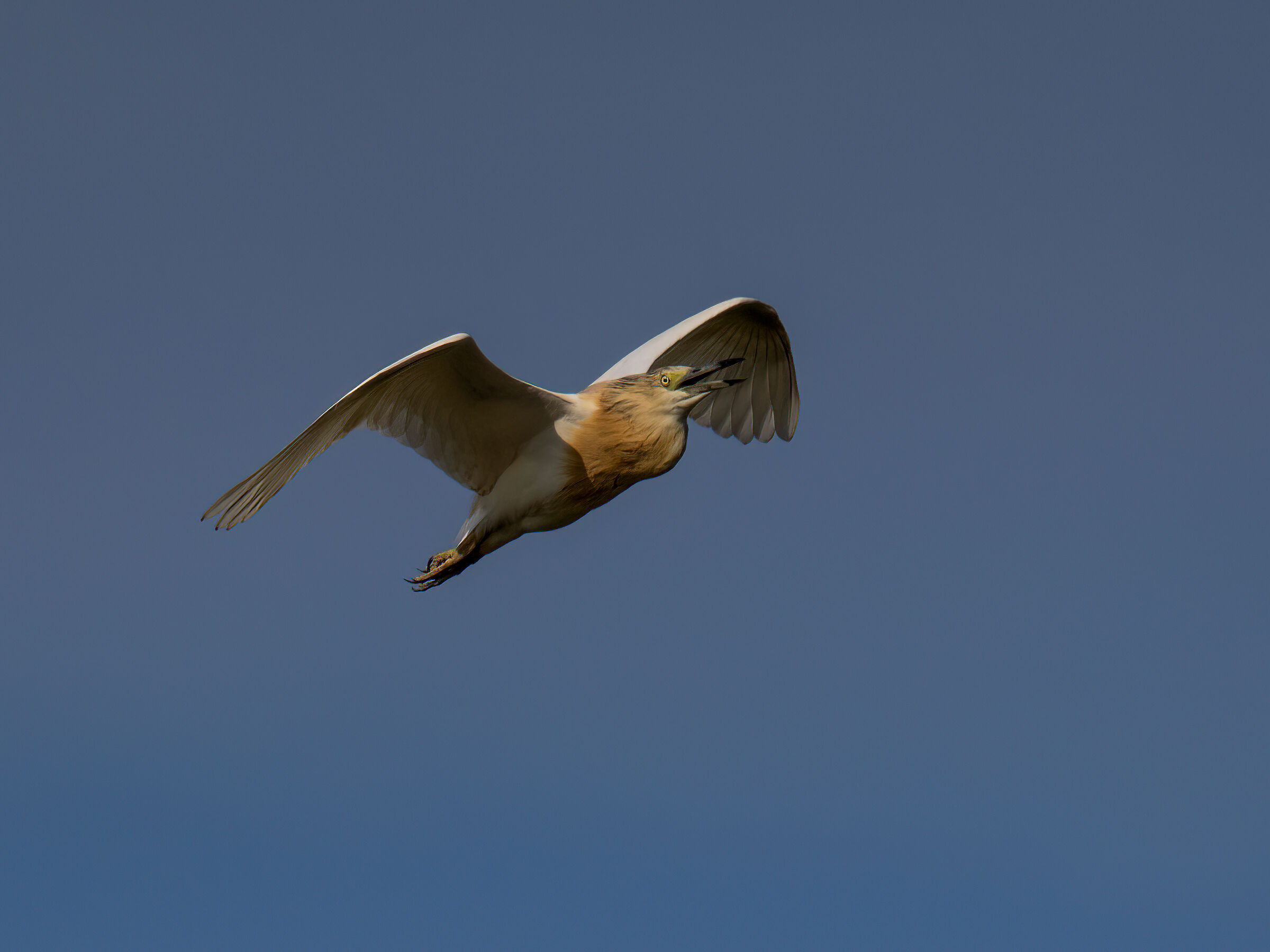 Squacco heron