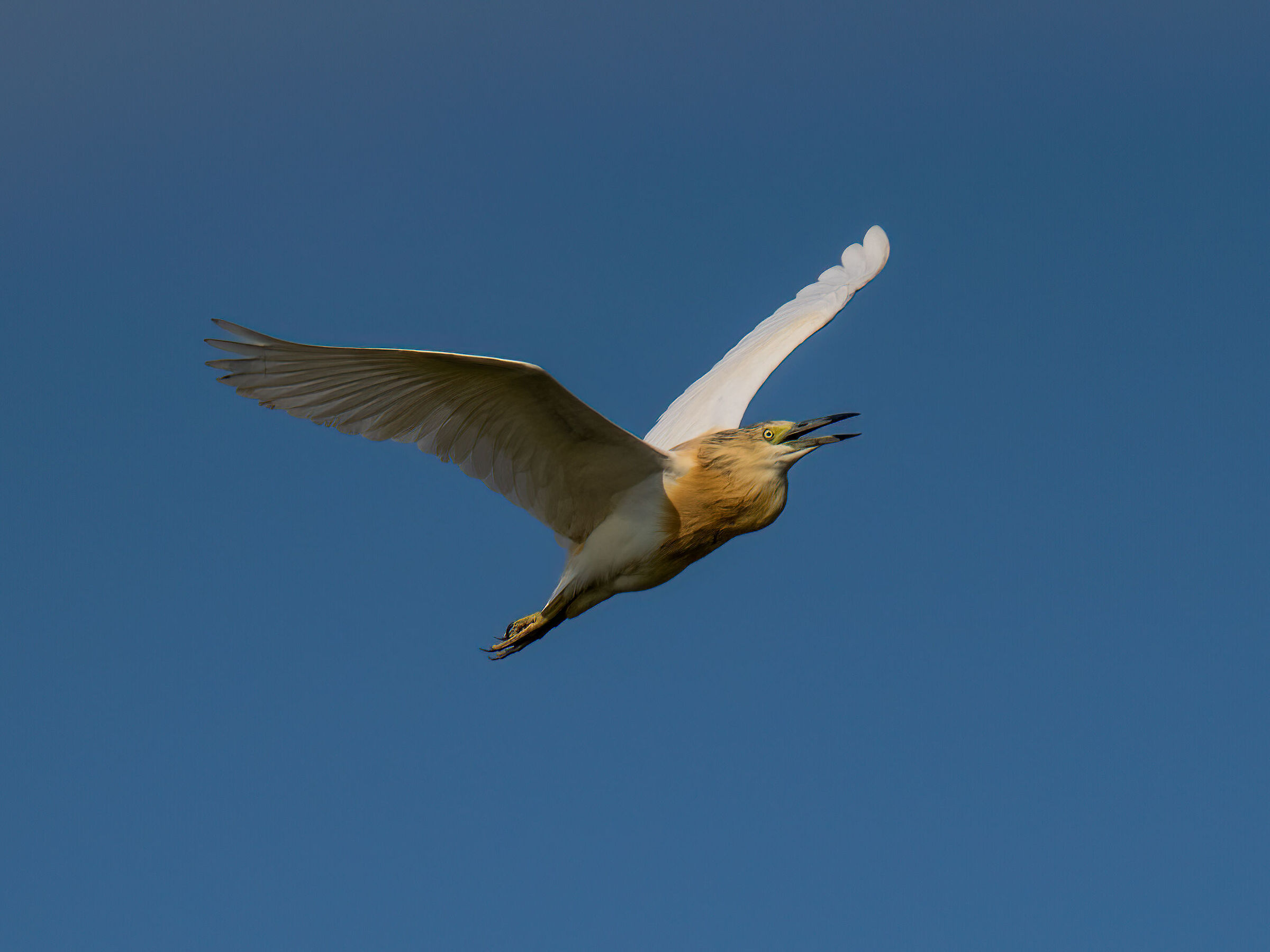 Squacco heron