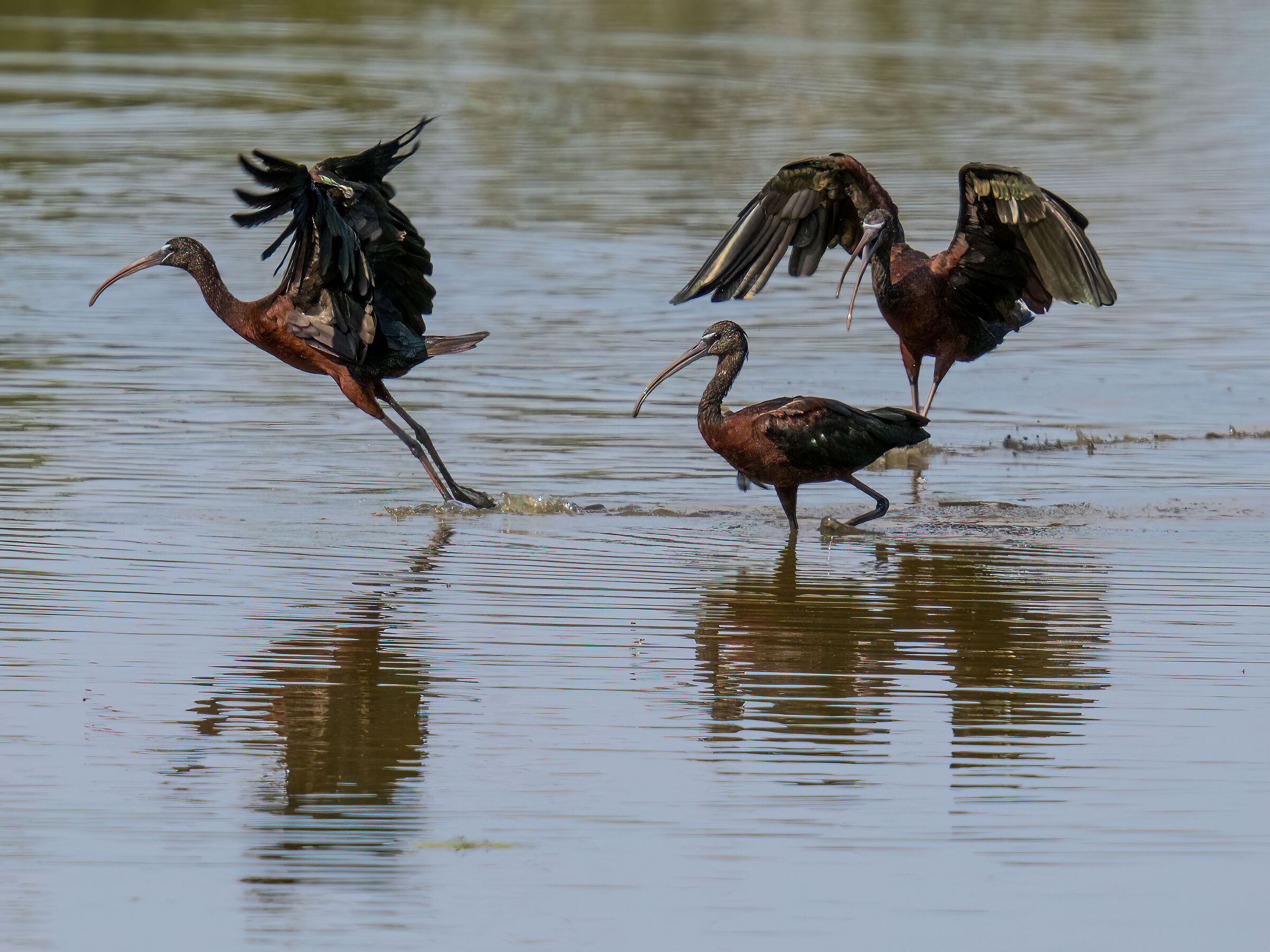 Glossy Ibises