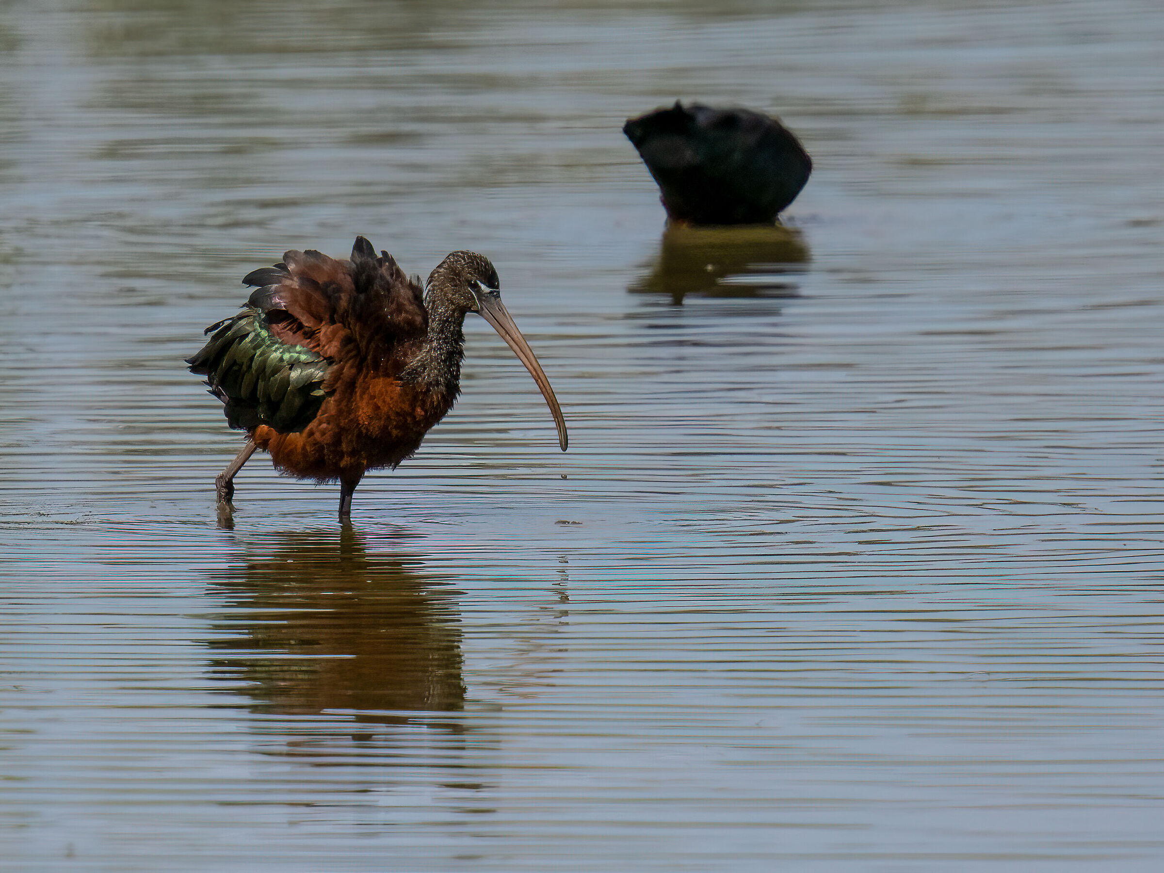 Glossy ibis
