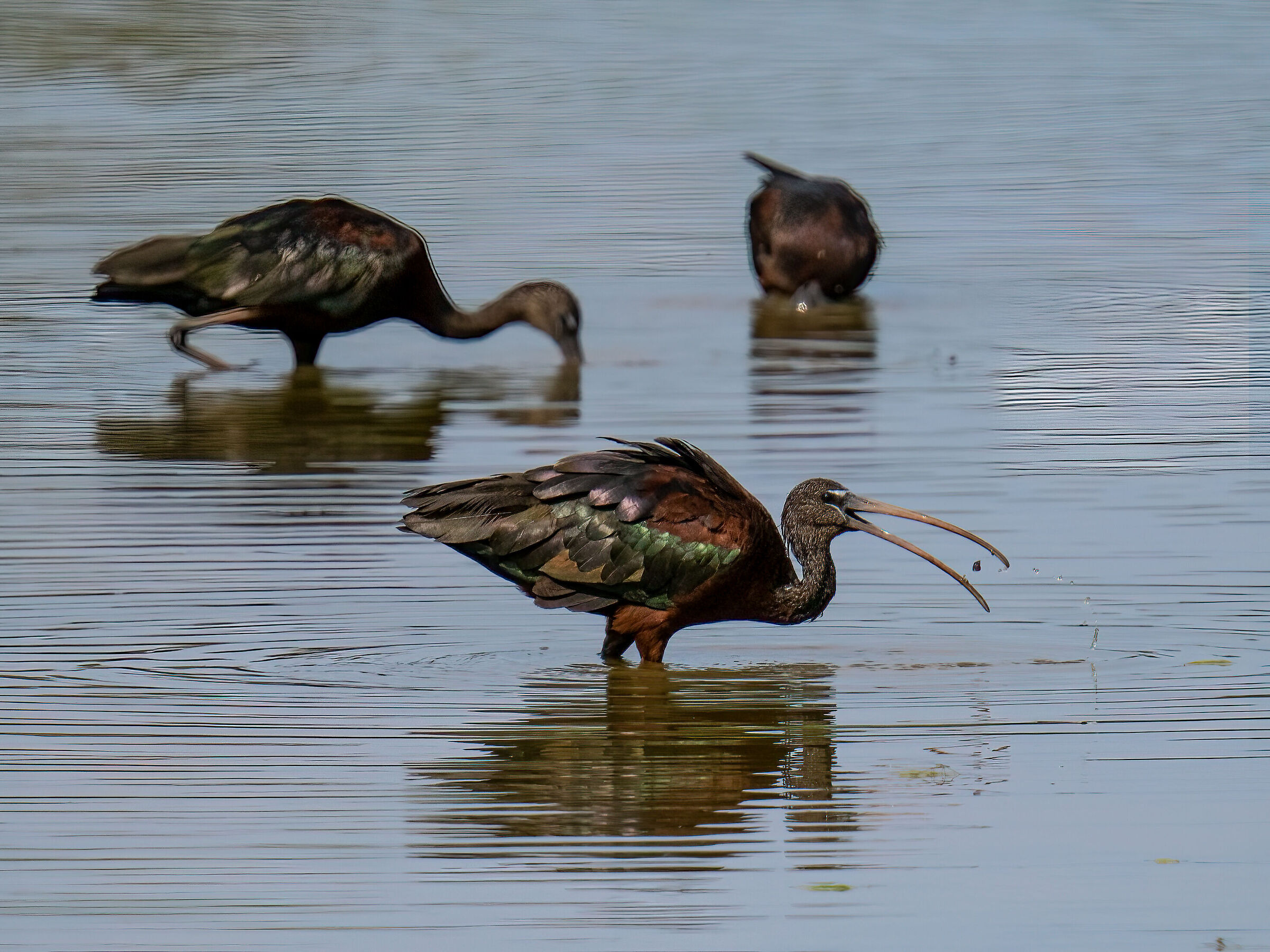 Glossy Ibises